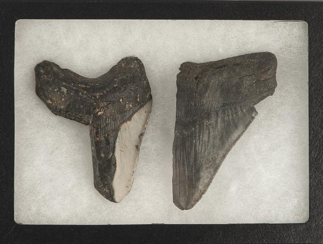 Two 4 Inch Megalodon Tooth Artifacts: DESCRIPTION: Two large Megalodon tooth native American artifacts. Each ground laterally for use as a blade. Collected off the Eastern seaboard. MEASUREMENTS: 4" and 4-1/2" long. CONDITION: Wear and pa
