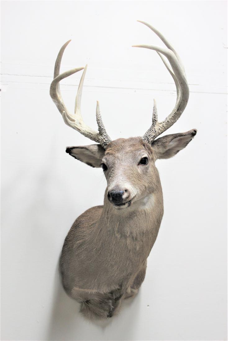 Deer Mount (1 of 3)