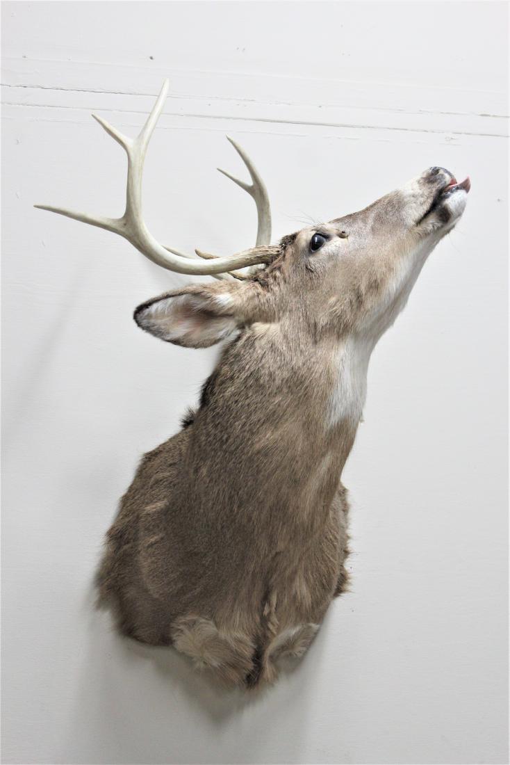 Deer Mount: 8 Points. 23" wide X 19" deep X 35" high.