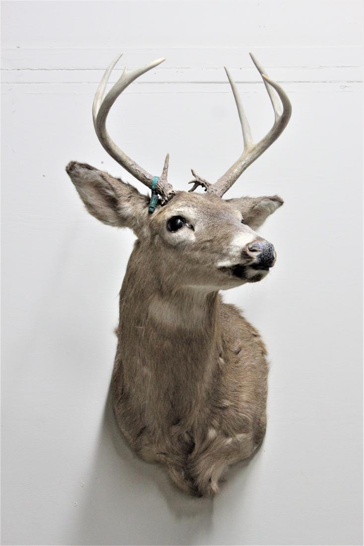 Deer Mount: 6 Points. MEAUREMENTS: 16" wide X 26" deep X 32" high.