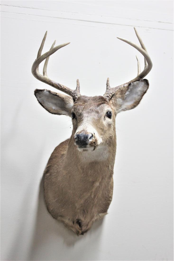 Deer Mount: 9 Points. MEASUREMENTS: 17" wide X 23" deep X 29" high.