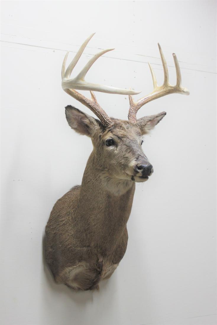 Deer Mount: 10 Points. MEASUREMENTS: 18" wide X 22" deep X 36" high.