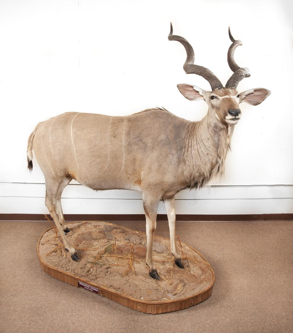 Full Mounted Kudu On Ground Decorated Stand (1 of 3)