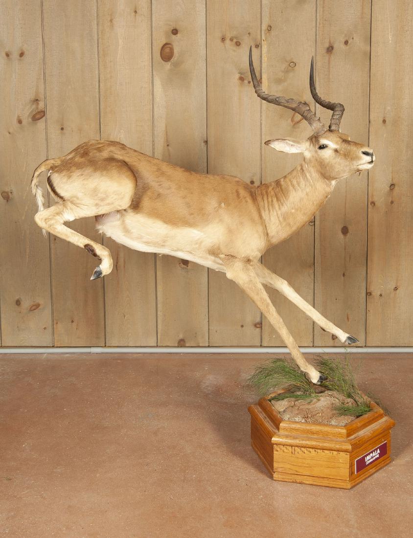 Full Mounted Leaping Impala On Stand (1 of 7)
