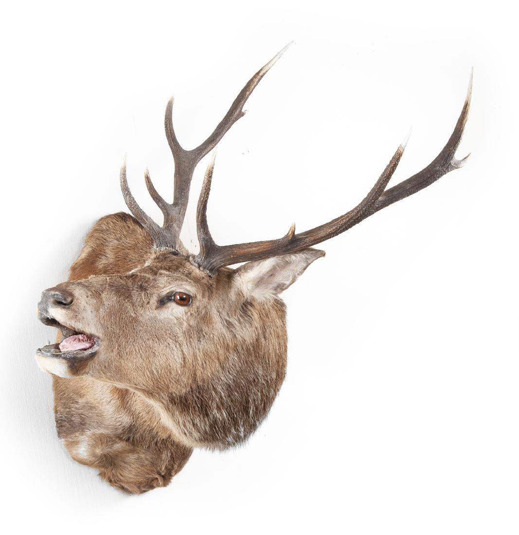 Shoulder Wall Mounted Scottish Highland Red Stag (1 of 3)