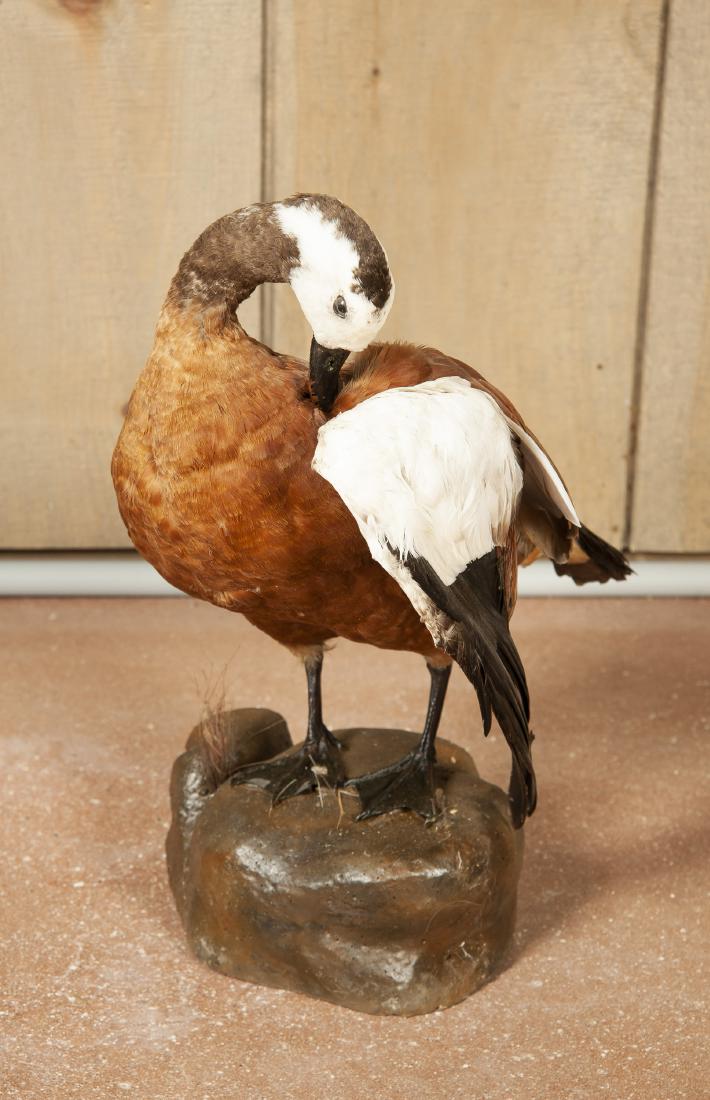 Full Mount African Shell Duck On Rock (1 of 5)