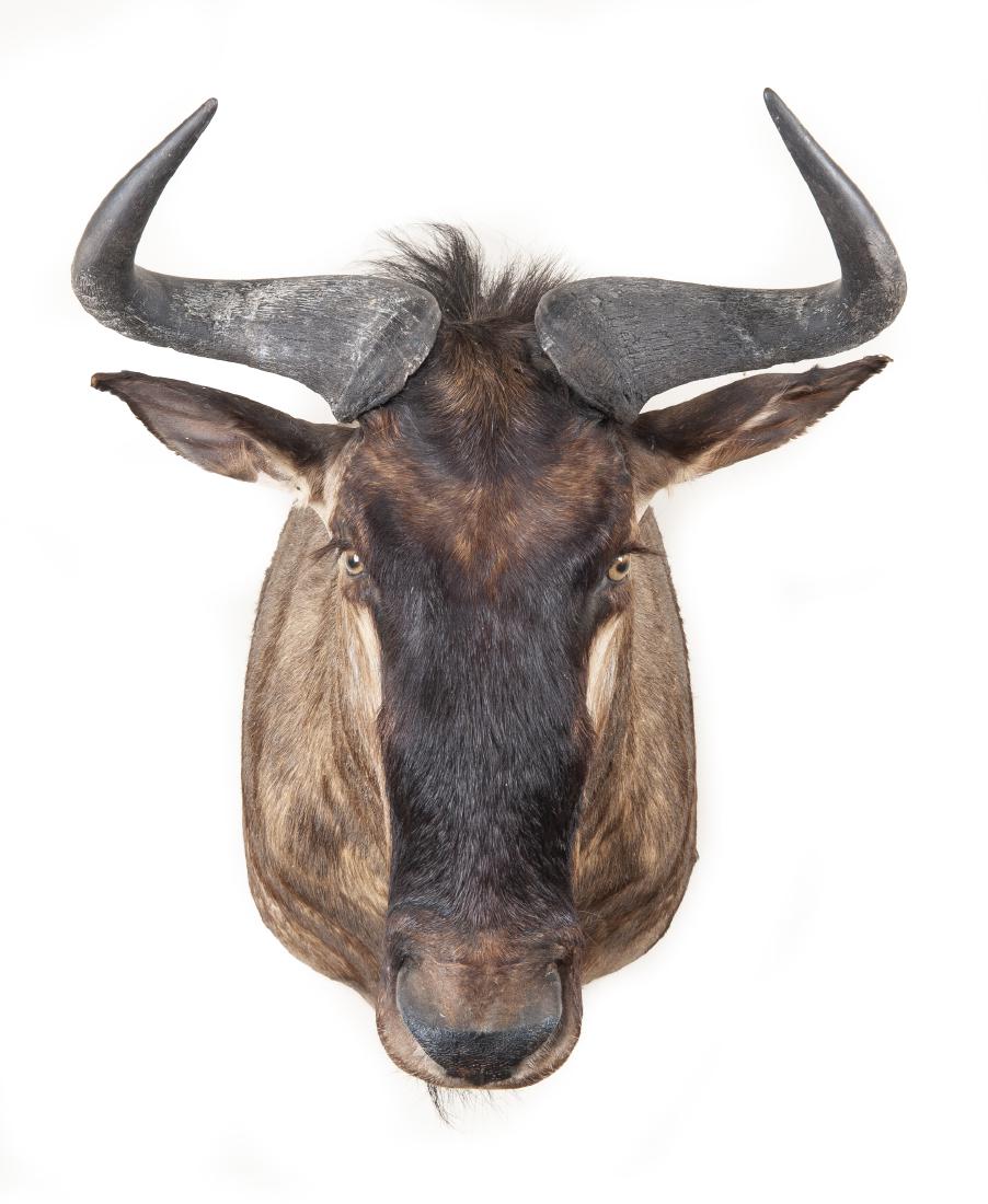 Mature Blue Wildebeest Shoulder Mount (1 of 4)