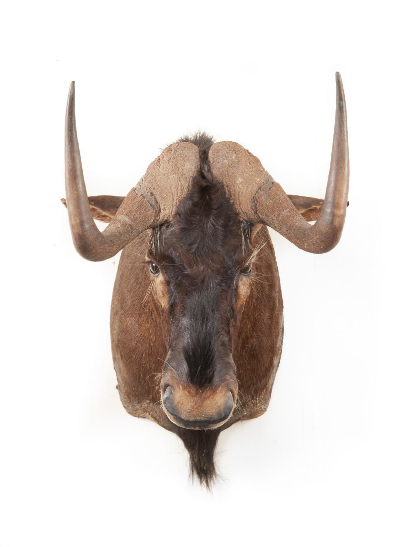 Shoulder Mounted Black Wildebeest: MEASUREMENTS: Chest to horn-tip 30" high x 12" wide x wall to nose 29" long.
