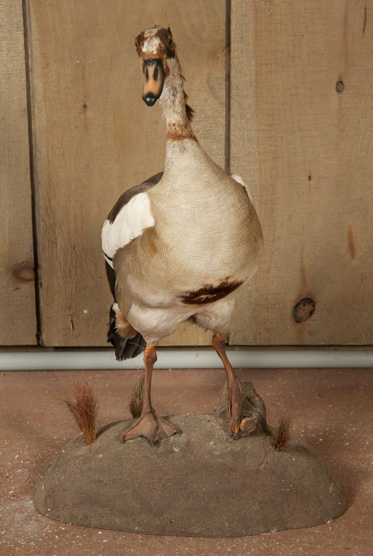 Full Mounted Egyptian Goose (1 of 7)