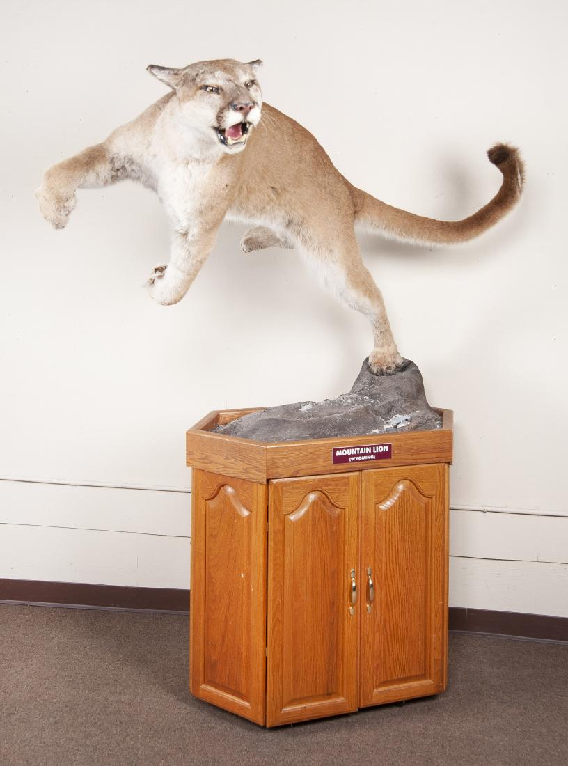 Full Mounted Leaping Mountain Lion (1 of 3)