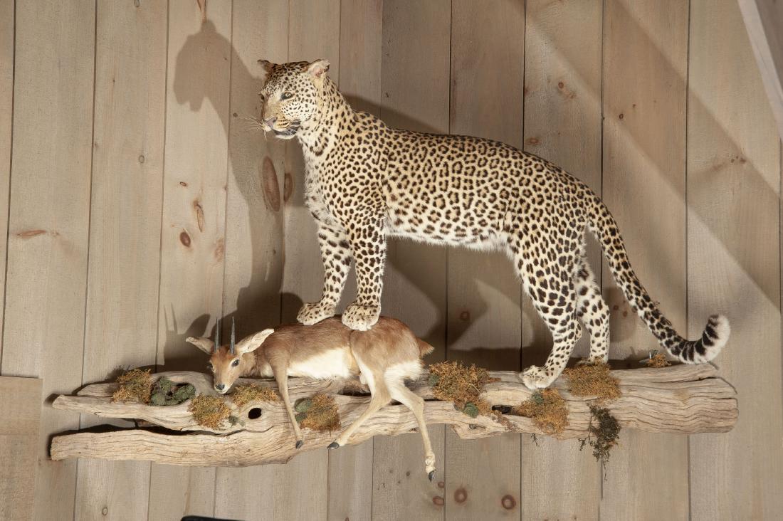 Full Mounted Leopard with Steinbuck On Log (1 of 4)