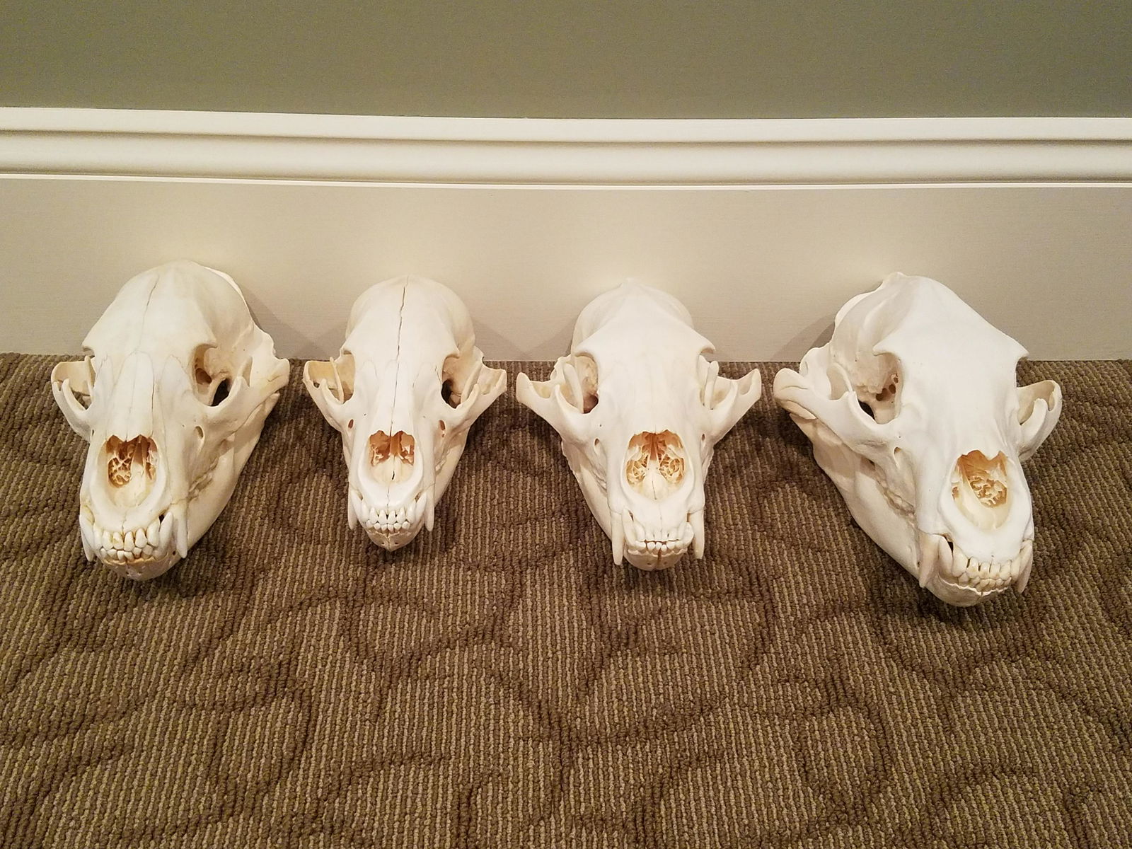 4 Bear Skulls (1 of 1)