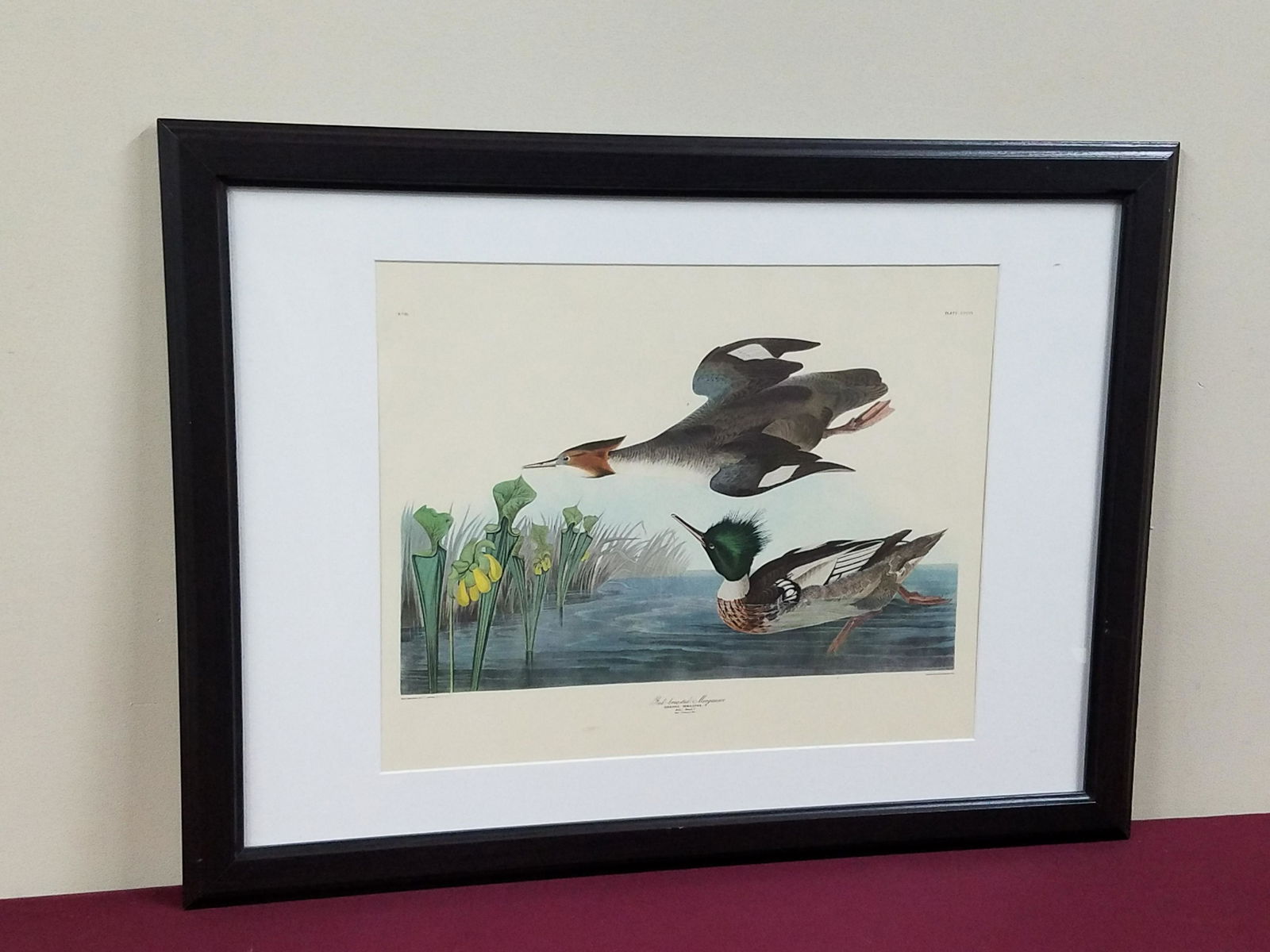 Red- brested Merganser Audubon Print (1 of 6)