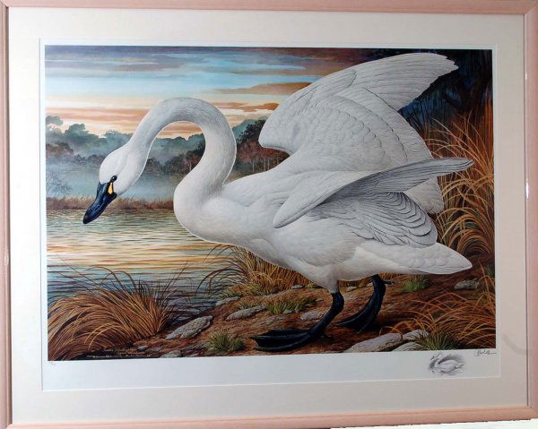 Basil Ede (British, 1931-) Limited Edition Print: DESCRIPTION: Basil Ede (British, 1931-). Limited Edition print. In print "Tundra (Whistling) Swan (Cygnus Columbianus), Poco Sabo Plantation Basil Ede 1984". Signed in pencil "Basil Ede 64/750". Ede i