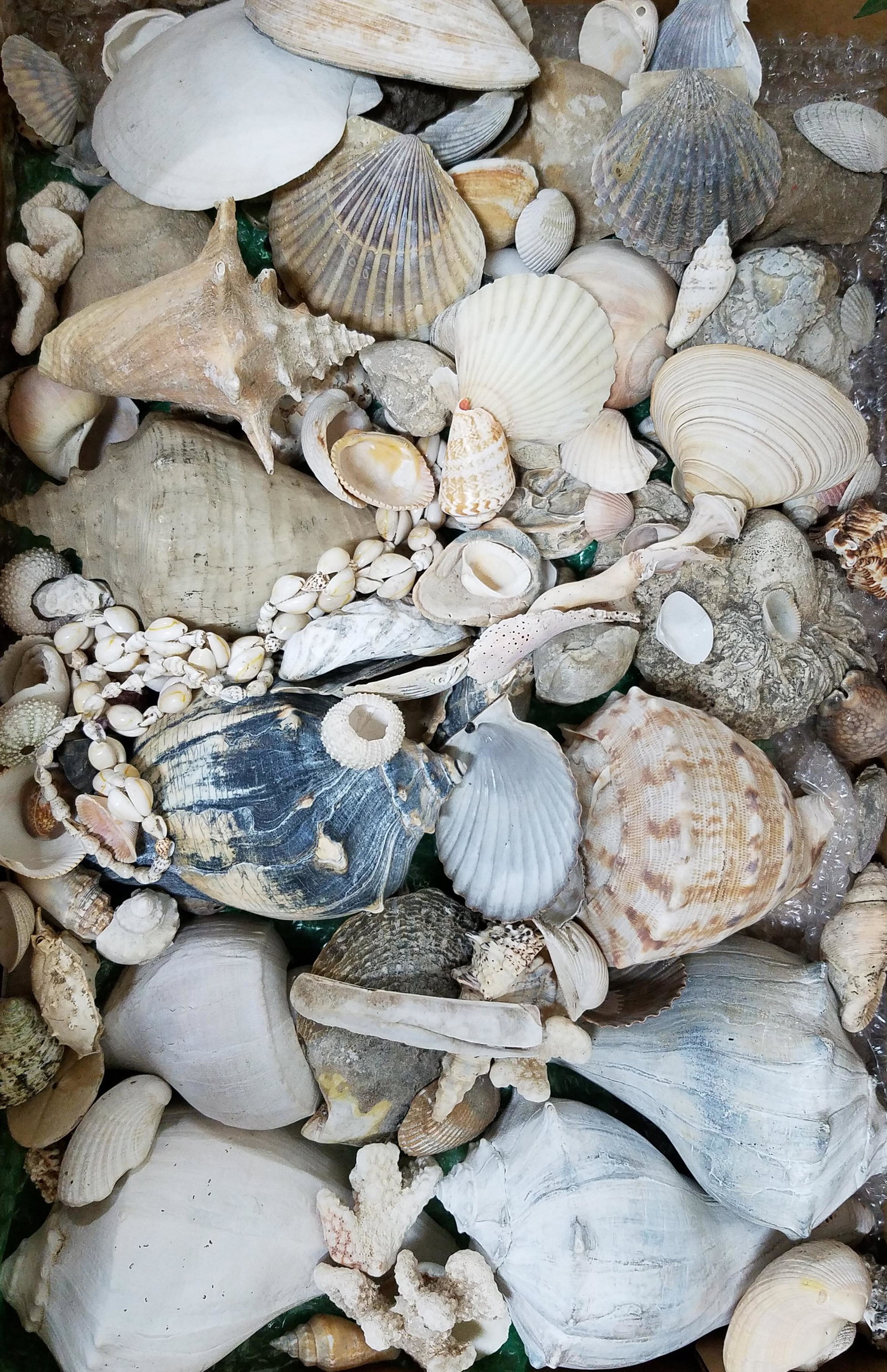 Seashell Collection: Various sizes.