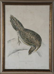 After Elizabeth Gould (1804-1841): Lithograph. Phasianus Pucrasia. Markings: "Drawn from Nature & on Stone by E. Gould." and "Printed by C. Hullmandel." Title in lower margin. MEASUREMENTS: 18 1/2" x 13" Sight, 21 3/4" x 16 1/4" Overal