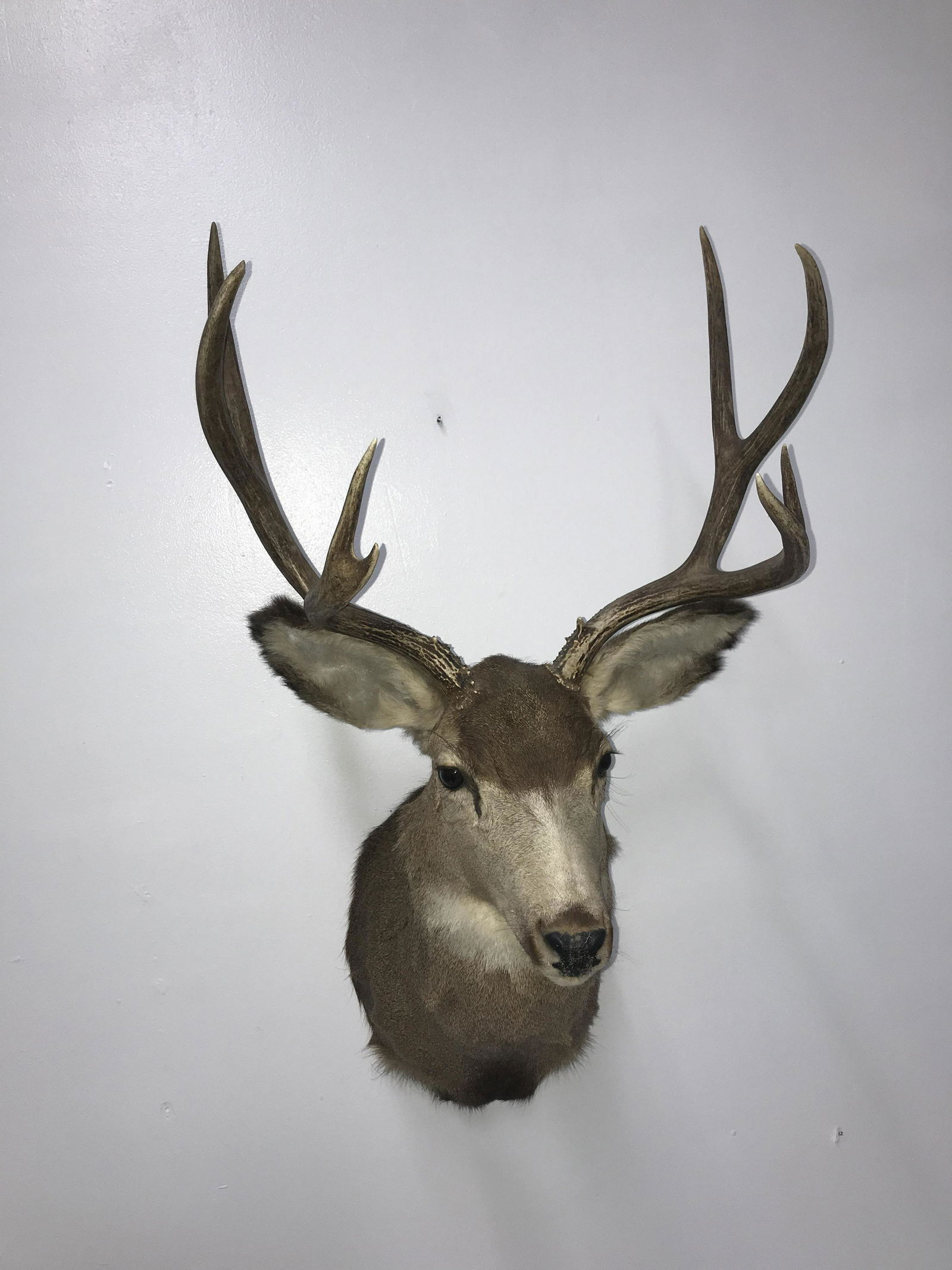 White Tail Deer Shoulder Mount (1 of 2)
