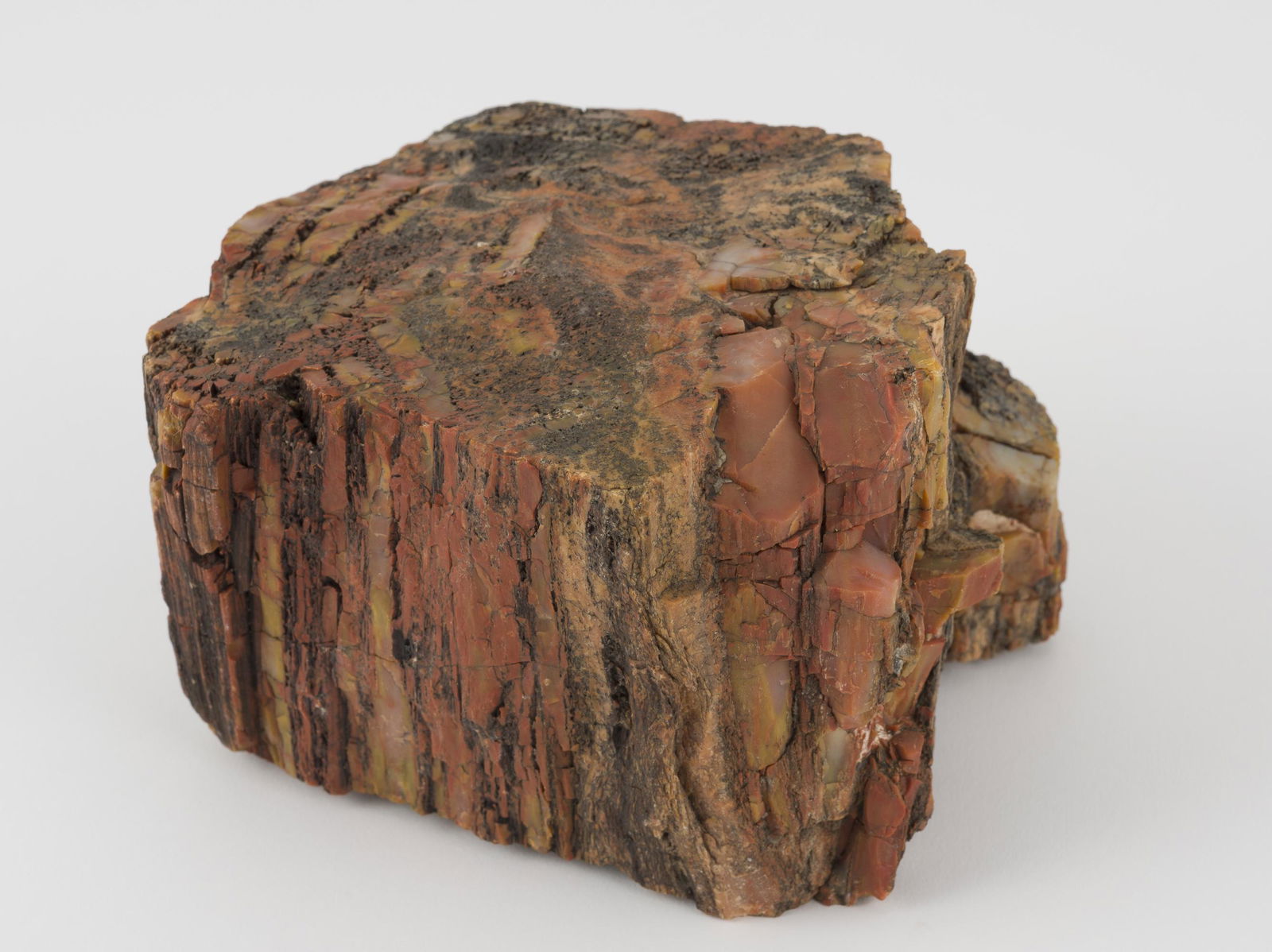 Large Piece of Petrified Wood (1 of 7)