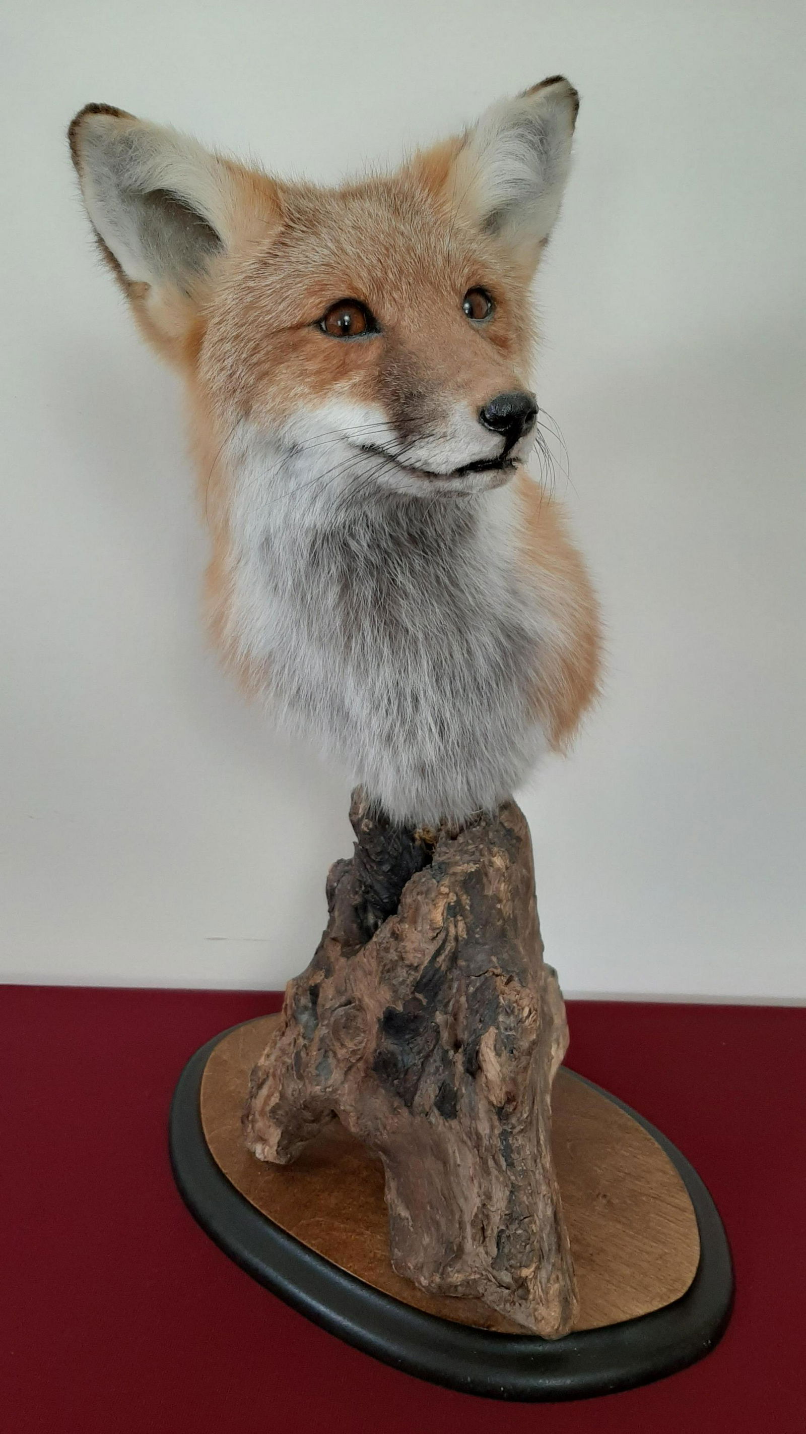 Mounted Fox Head with Wood Base (1 of 3)