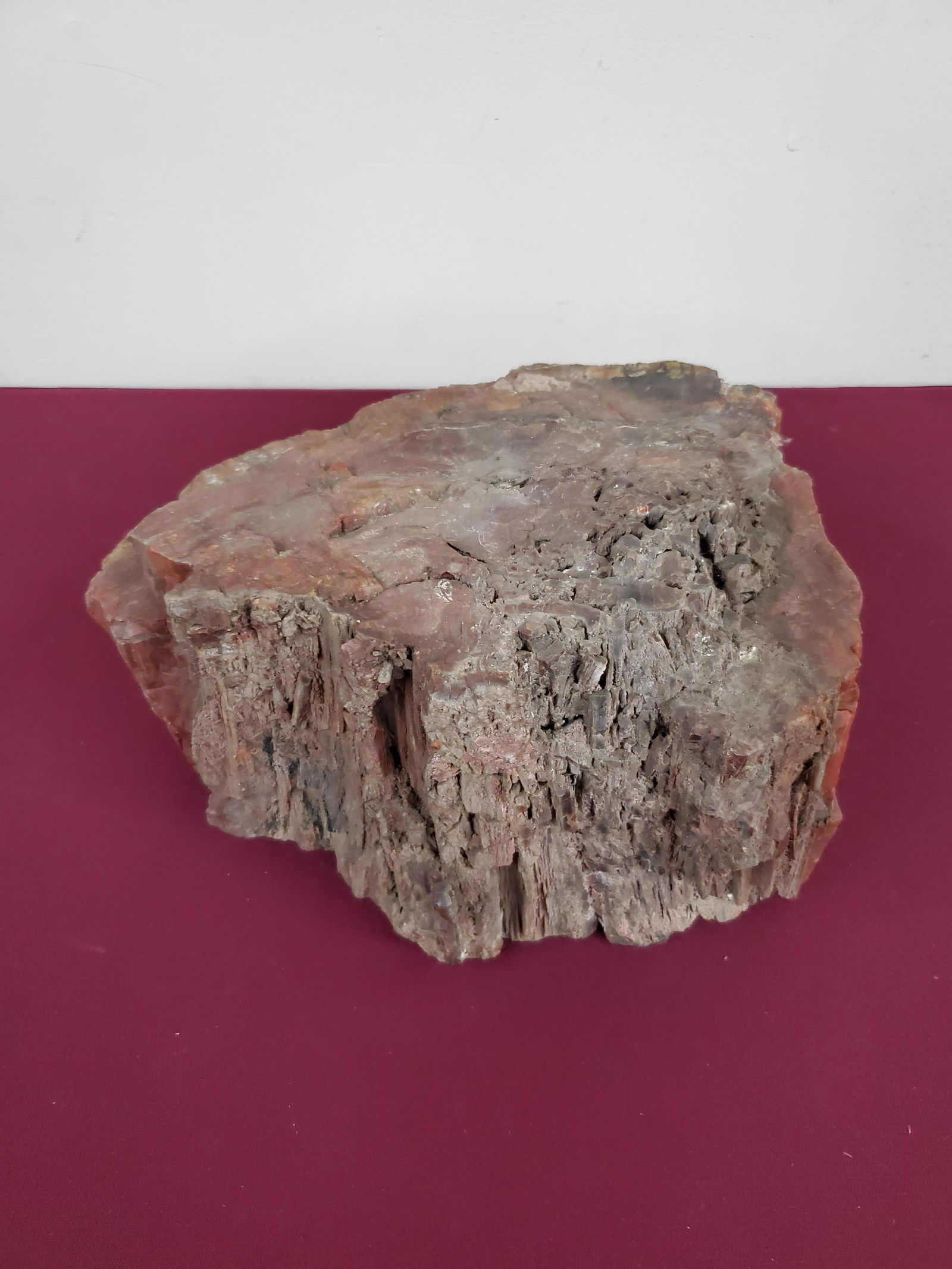 Large Petrified Wood Specimen (1 of 3)