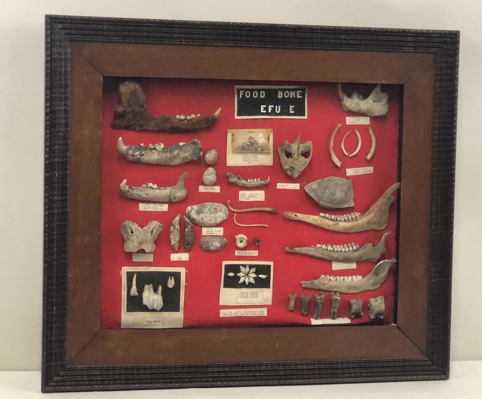 Animal Bone Display Nov 01, 2020 Cordier Auctions & Appraisals in PA