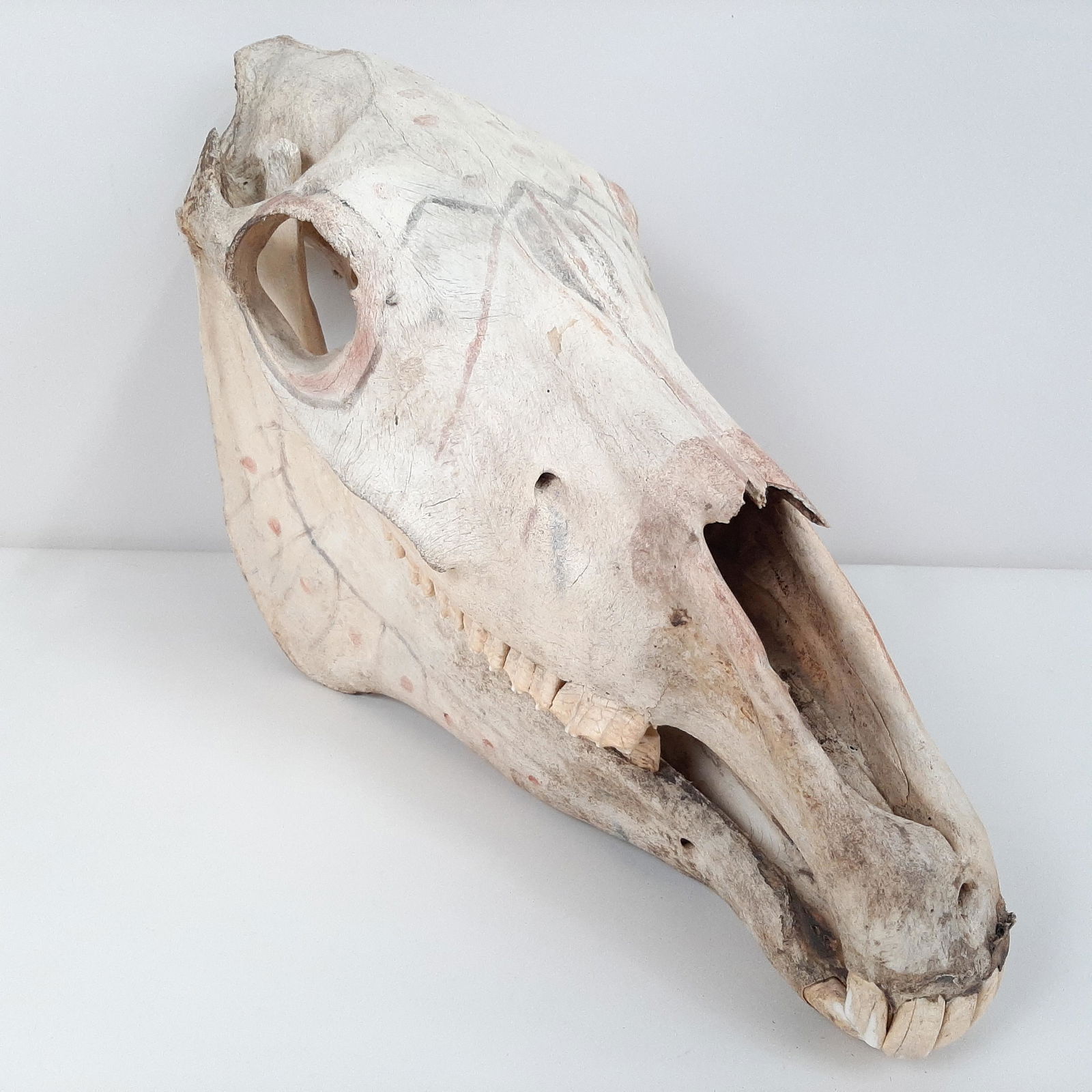 Native American Decorated Steer Skull (1 of 4)
