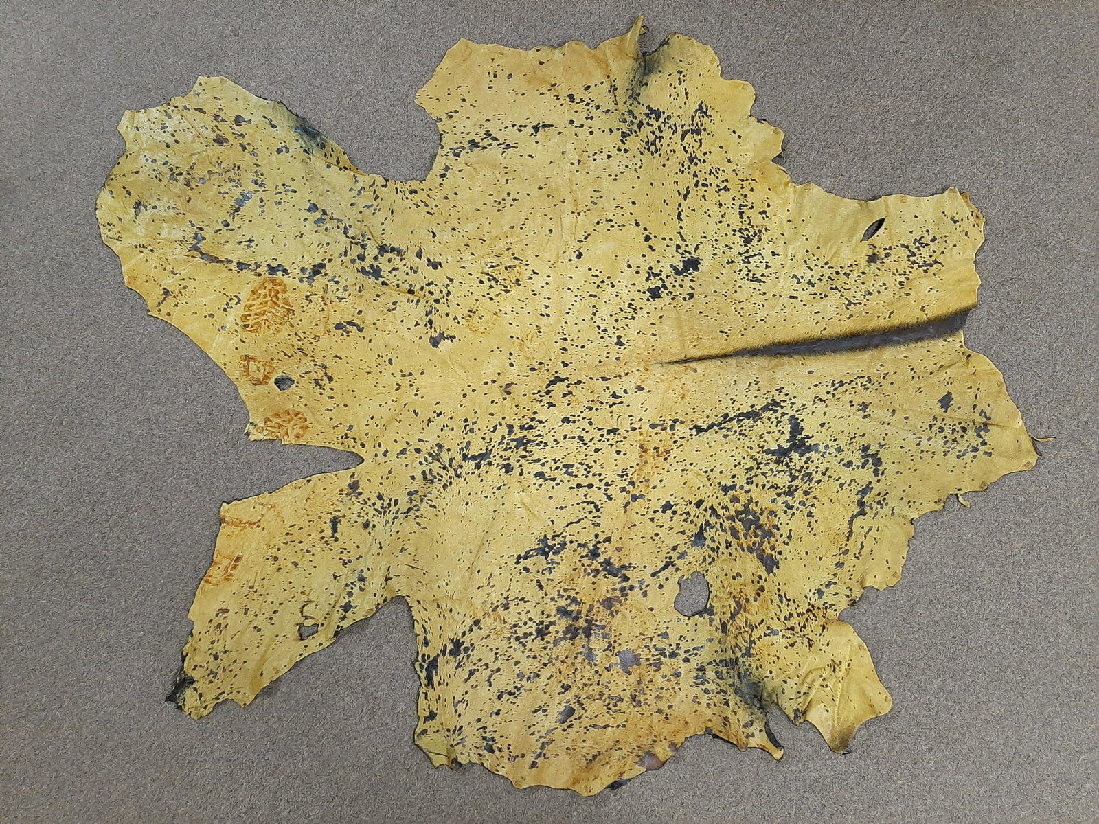 Dyed Cow Hide: 6' wide X 7'6" long. Some holes and footprints.
