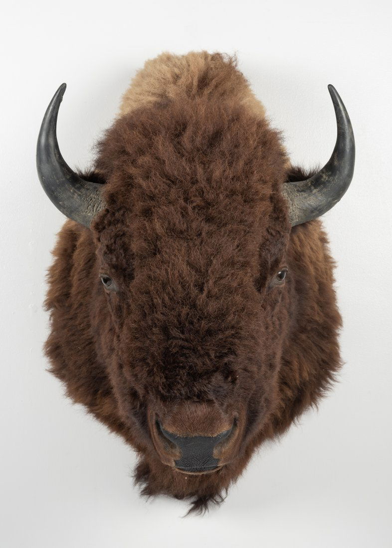 American Buffalo Shoulder Mount (1 of 5)