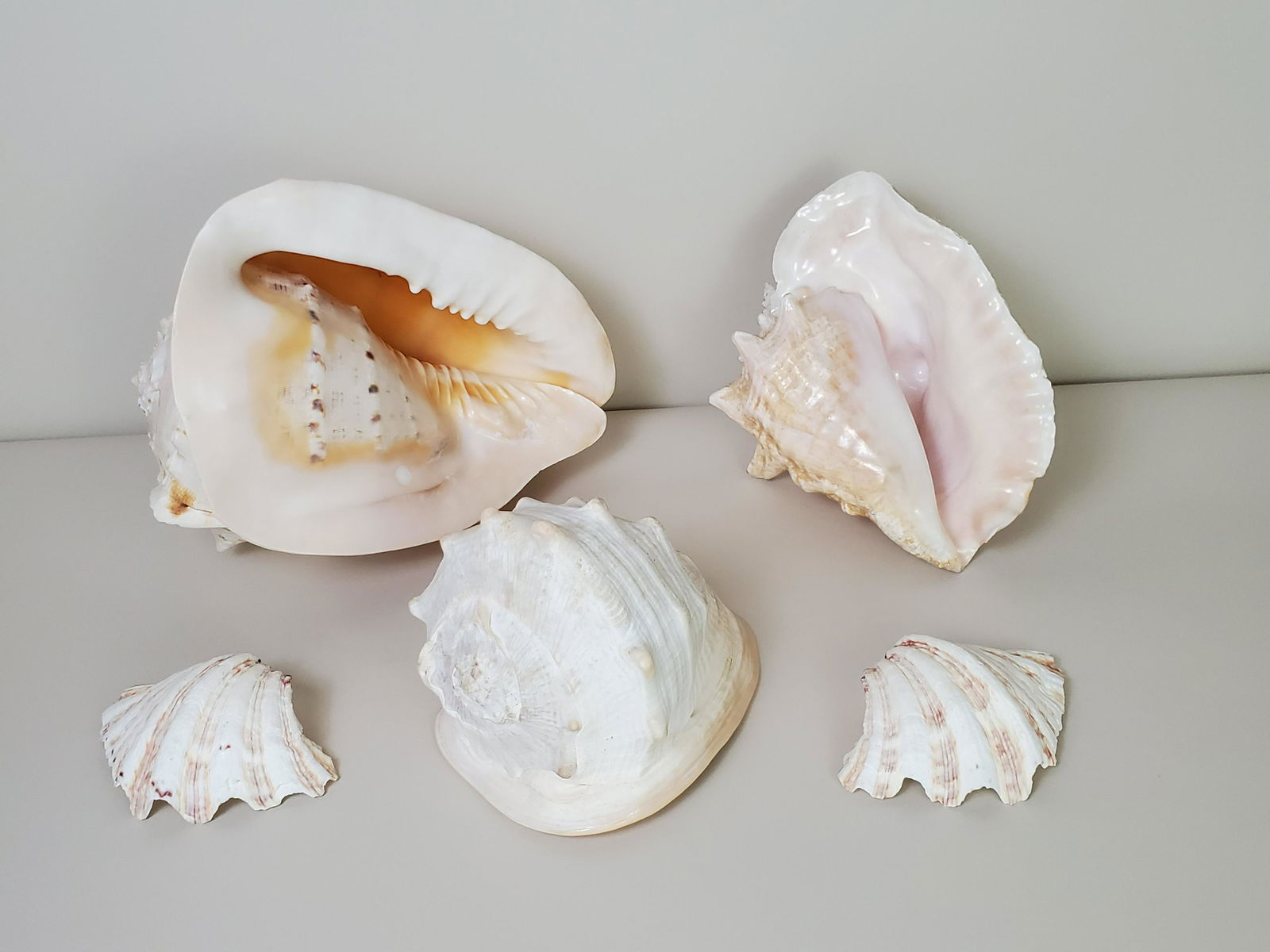 Group of Seashells incl Conch (1 of 2)