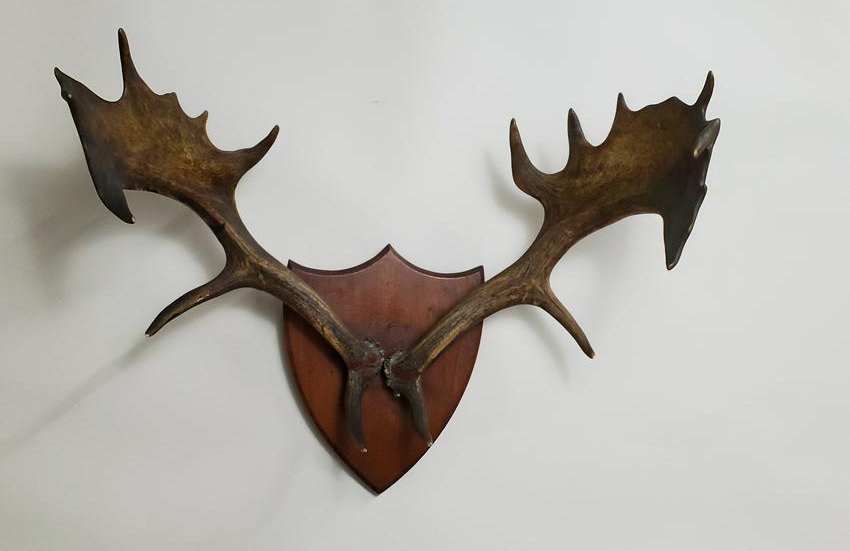 Small Moose Horns (1 of 1)