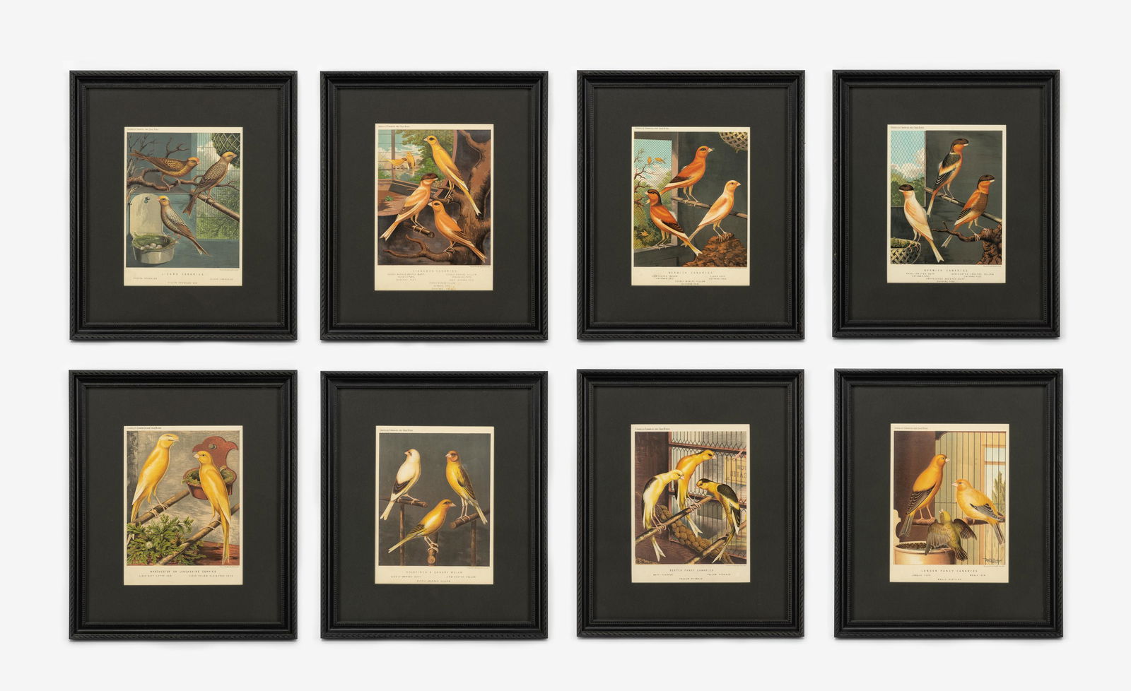 8 Cassell's Canaries and Cage Birds Prints (1 of 20)