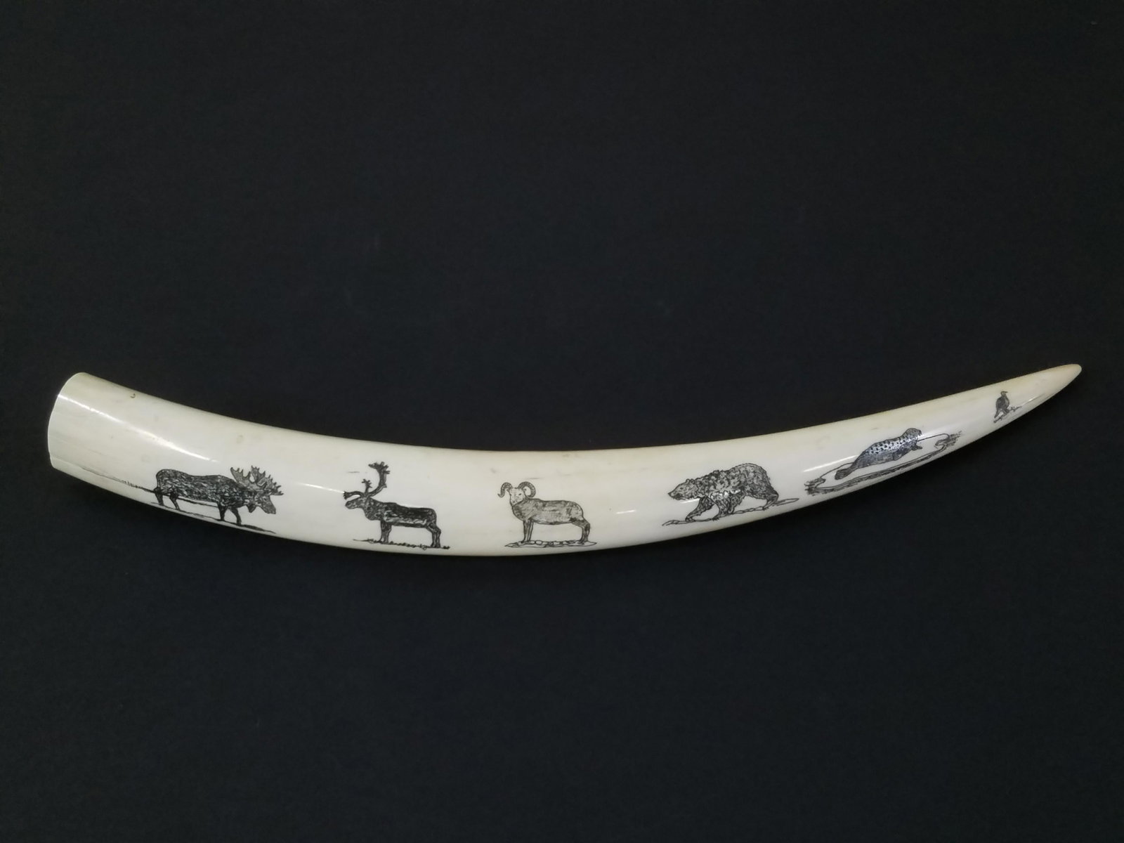 Signed Alaskan Walrus Tusk Scrimshaw Hunting Scene: 16" long. IMPORTANT: Before bidding, please read the terms and conditions. When you registered for the auction you agreed to these terms and will be required to comply with them.