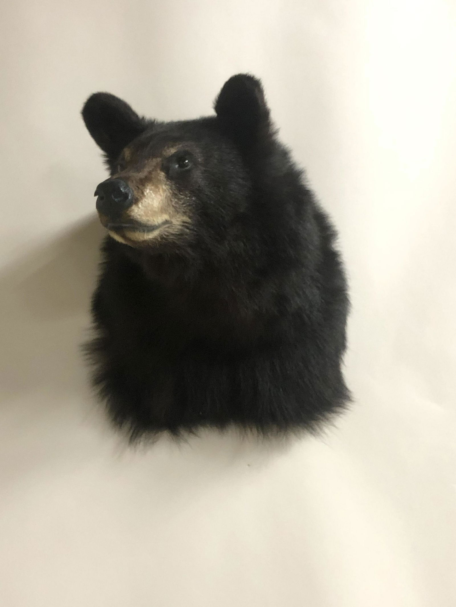 Bear Head Taxidermy (1 of 2)