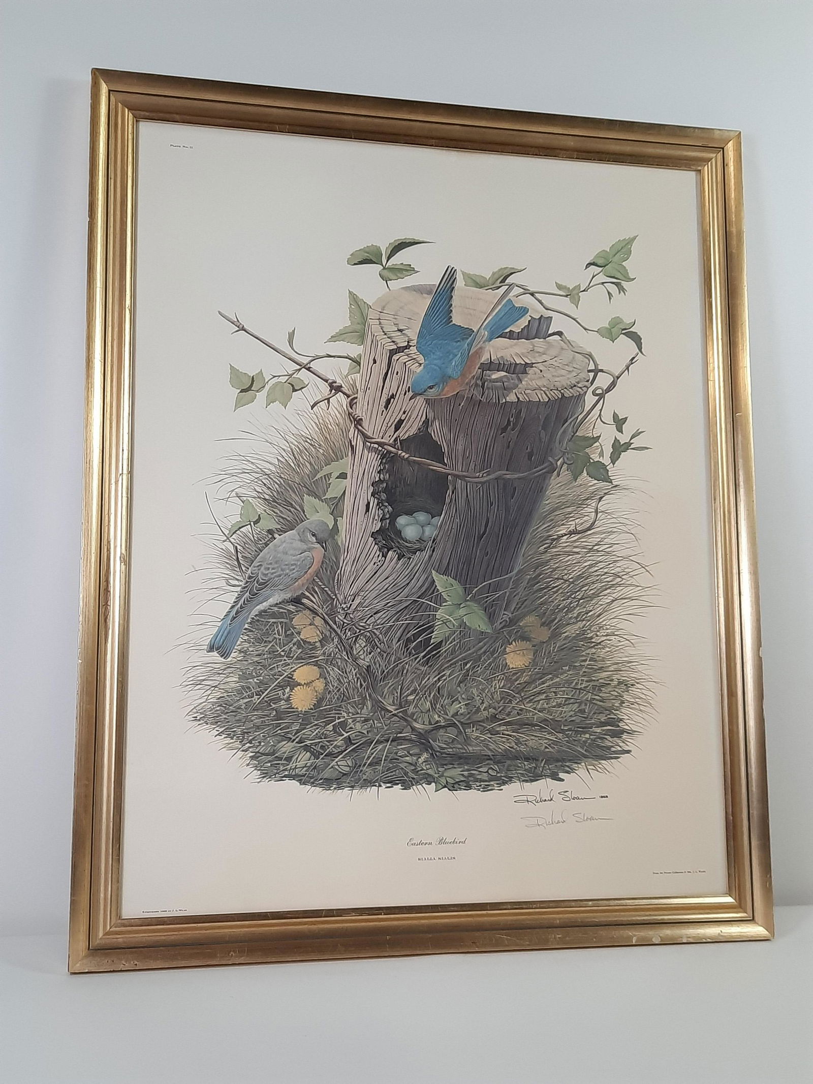 Slalia Sialis "Eastern Bluebird" Print (1 of 5)