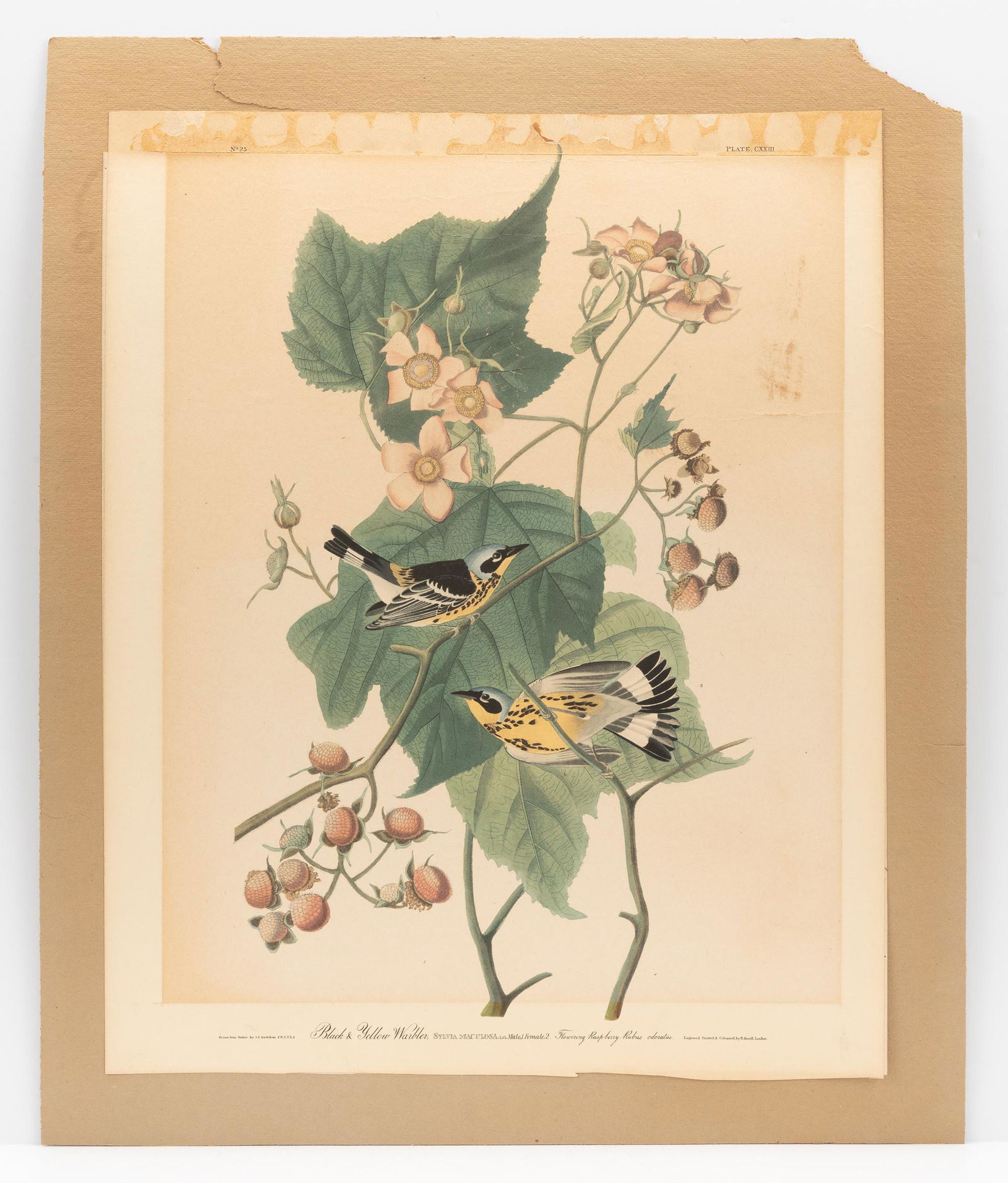 J.J. Audubon Black & Yellow Warbler Offset Litho (1 of 3)