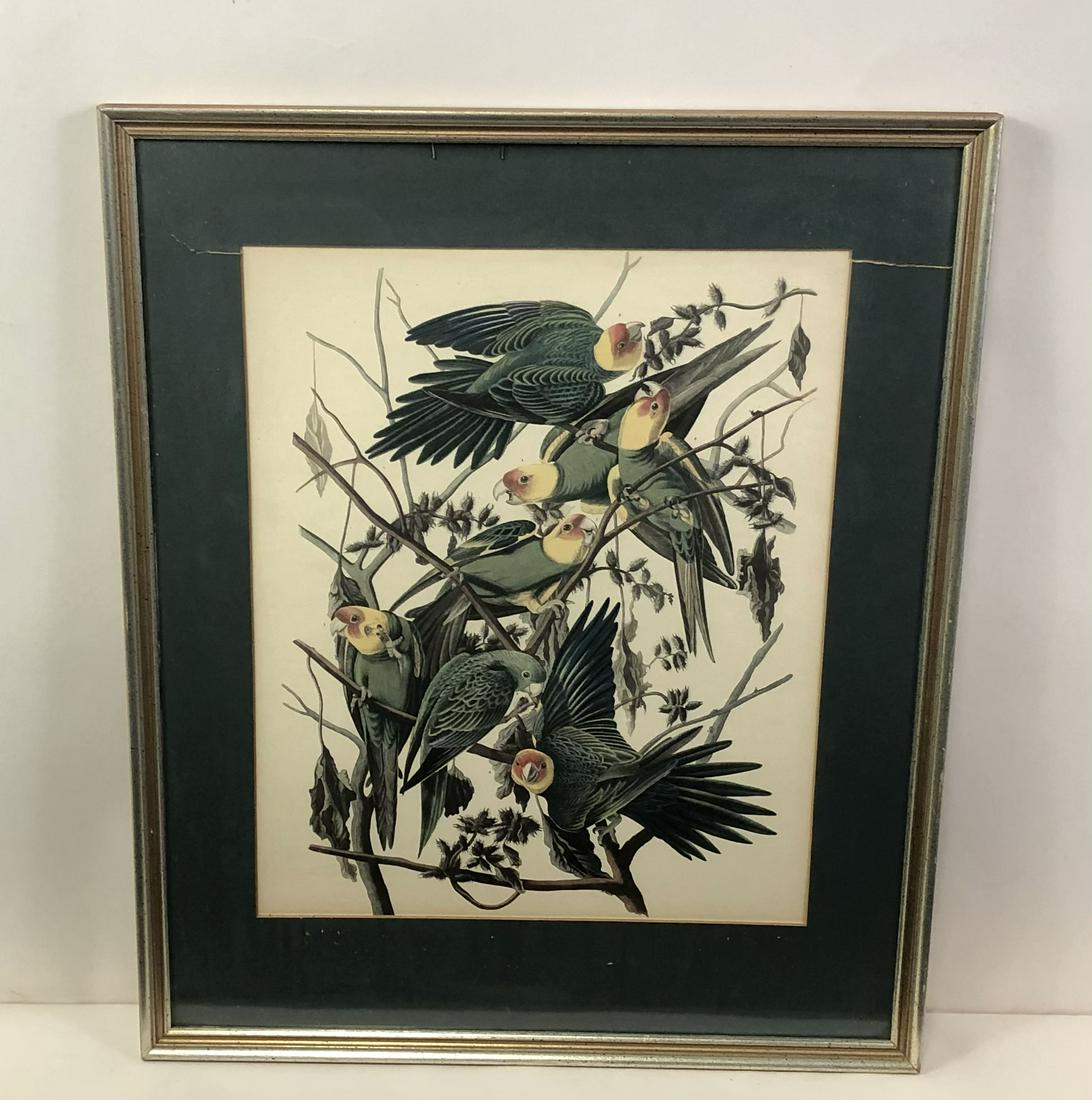 John James Audobon Carolina Parrot Print (1 of 4)