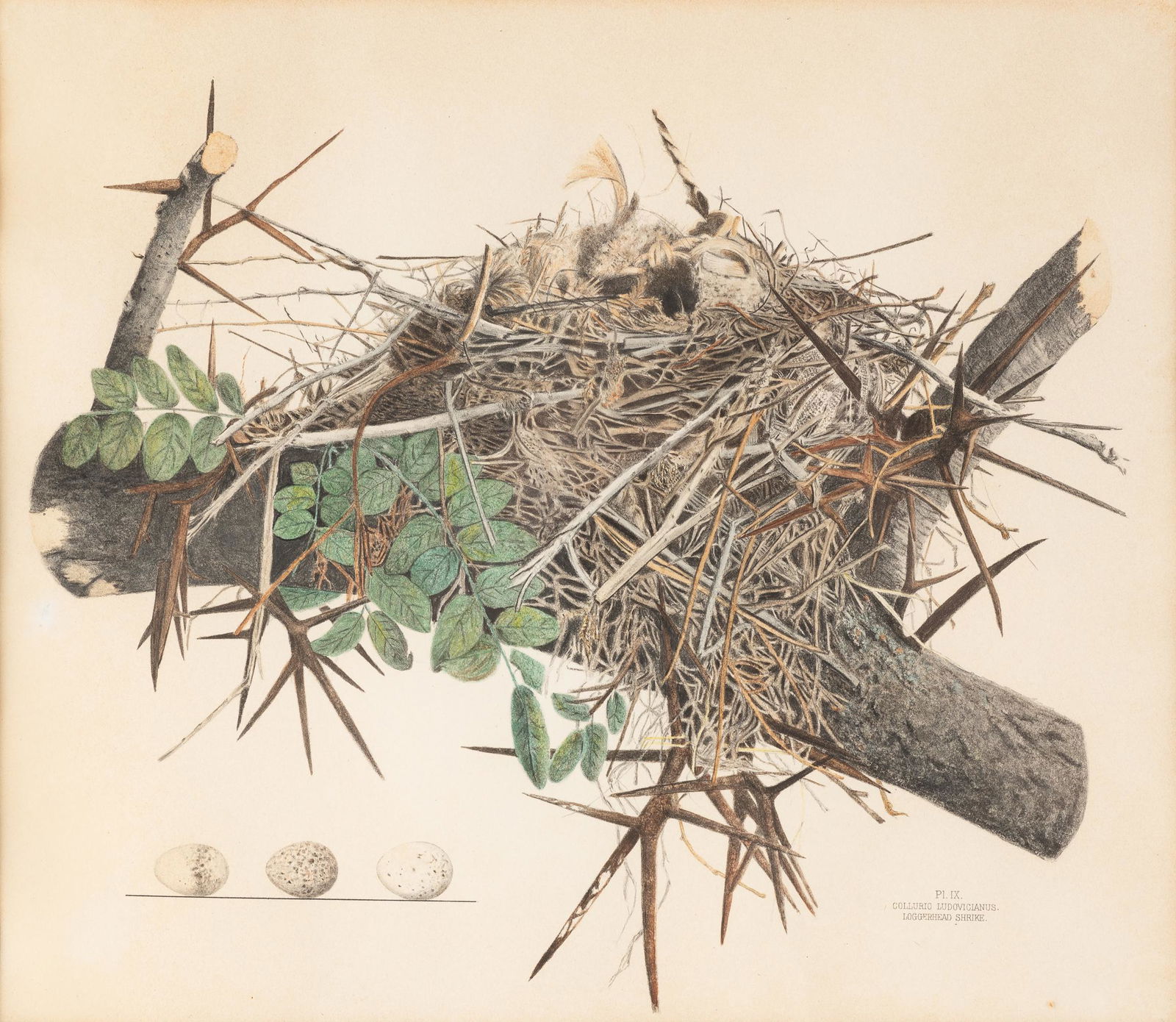 Genevieve & Virginia Jones (Amer, 19th Century) (1 of 5)