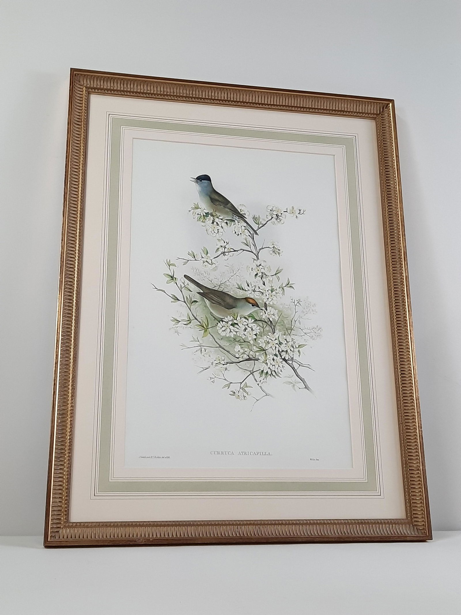 Gould and Richter "Black Cap" Lithograph: Overall with frame 28" high x 21" wide. IMPORTANT: Before bidding, please read the terms and conditions. When you registered for the auction you agreed to these terms and will be required to comply wi