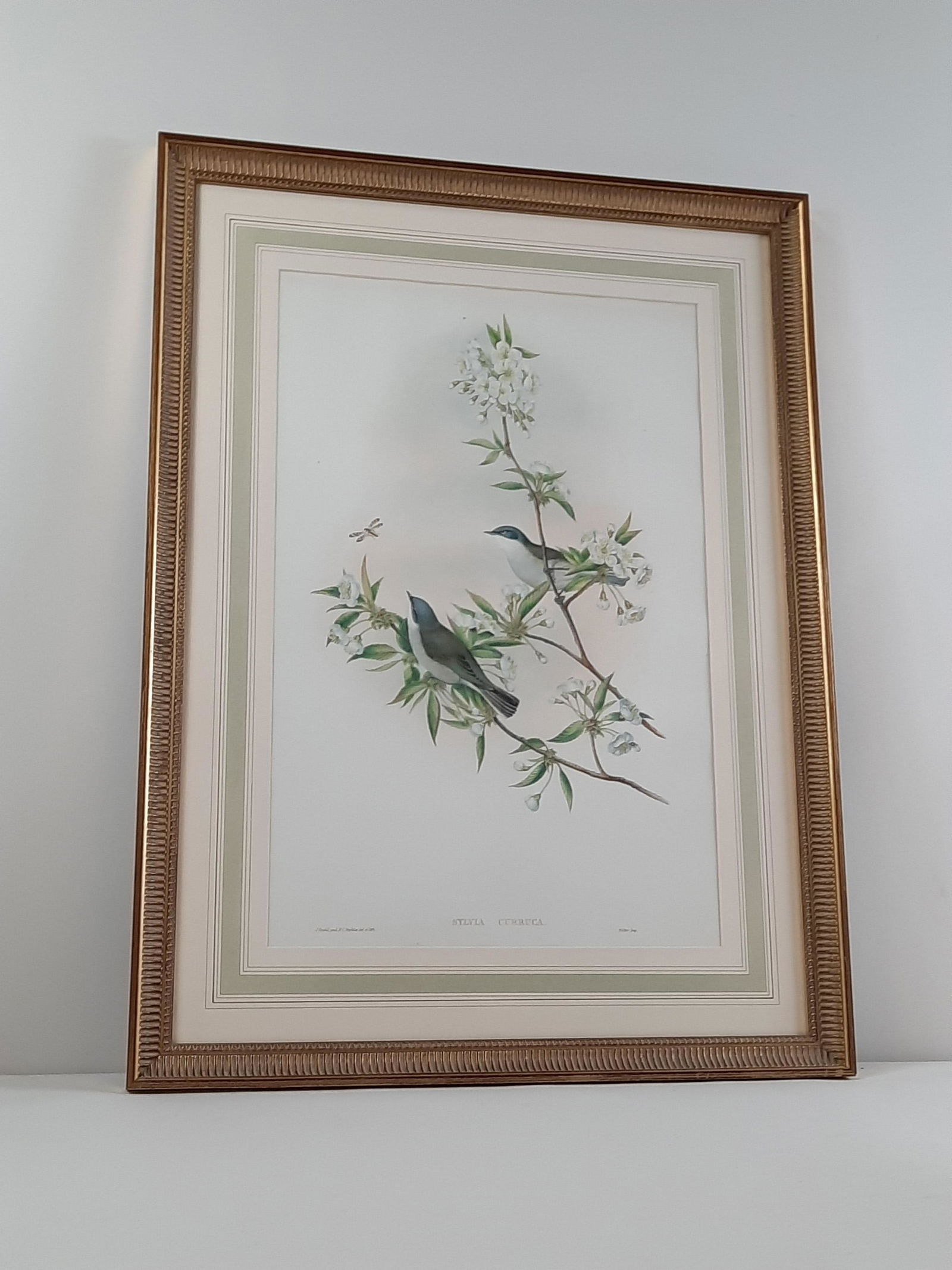 J. Gould and HC Richter "Lesser Whitethroat" Lithograph: Overall with frame 28" high x 21" wide. IMPORTANT: Before bidding, please read the terms and conditions. When you registered for the auction you agreed to these terms and will be required to comply wi