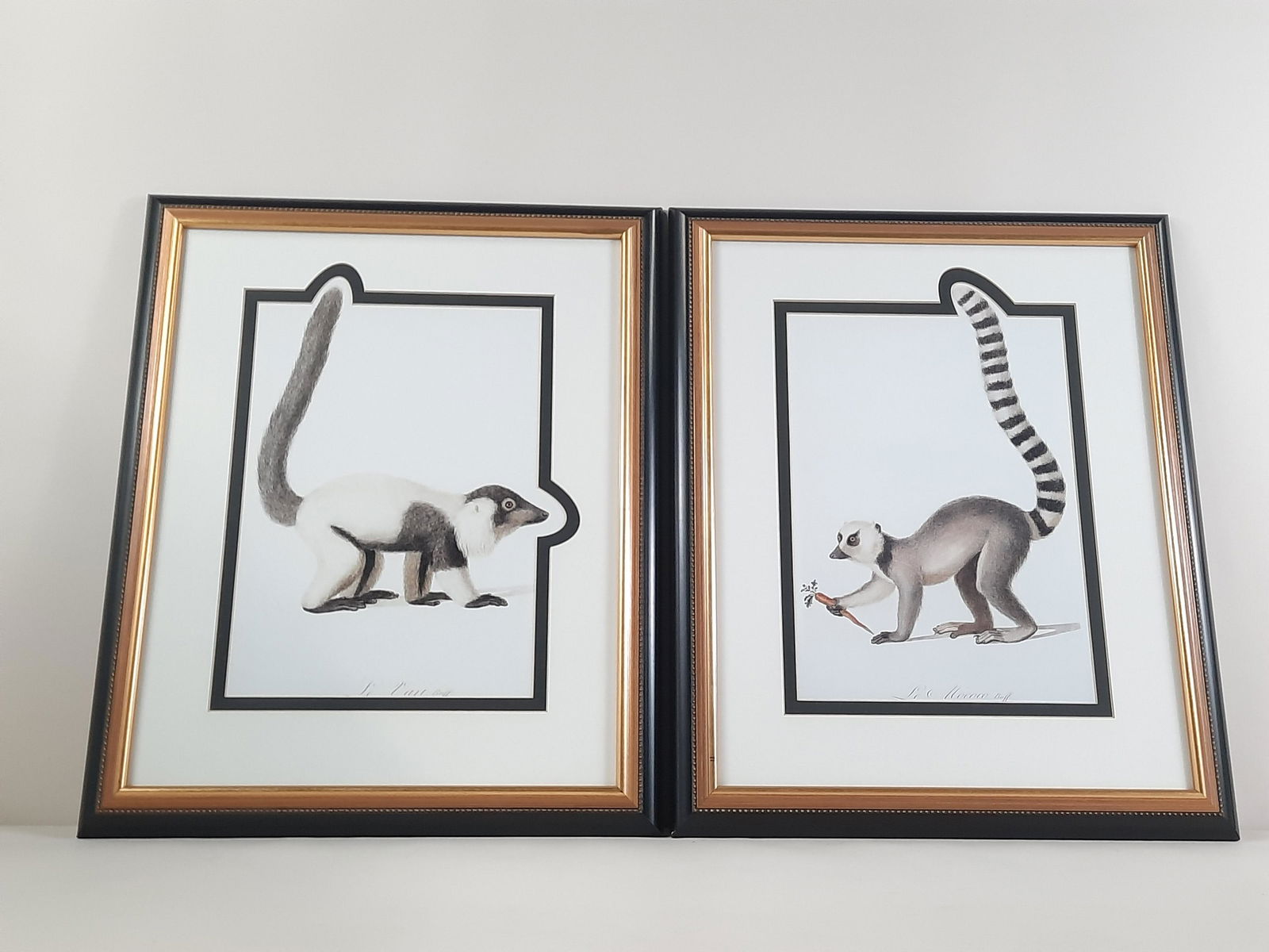 Pr Jean-Baptiste Audebert Lemur Prints (1 of 3)