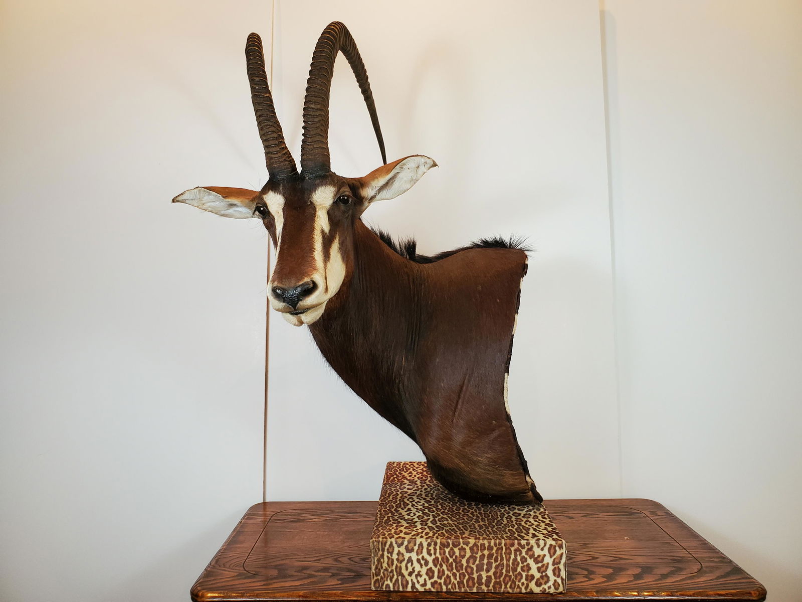 Sable Antelope (1 of 3)