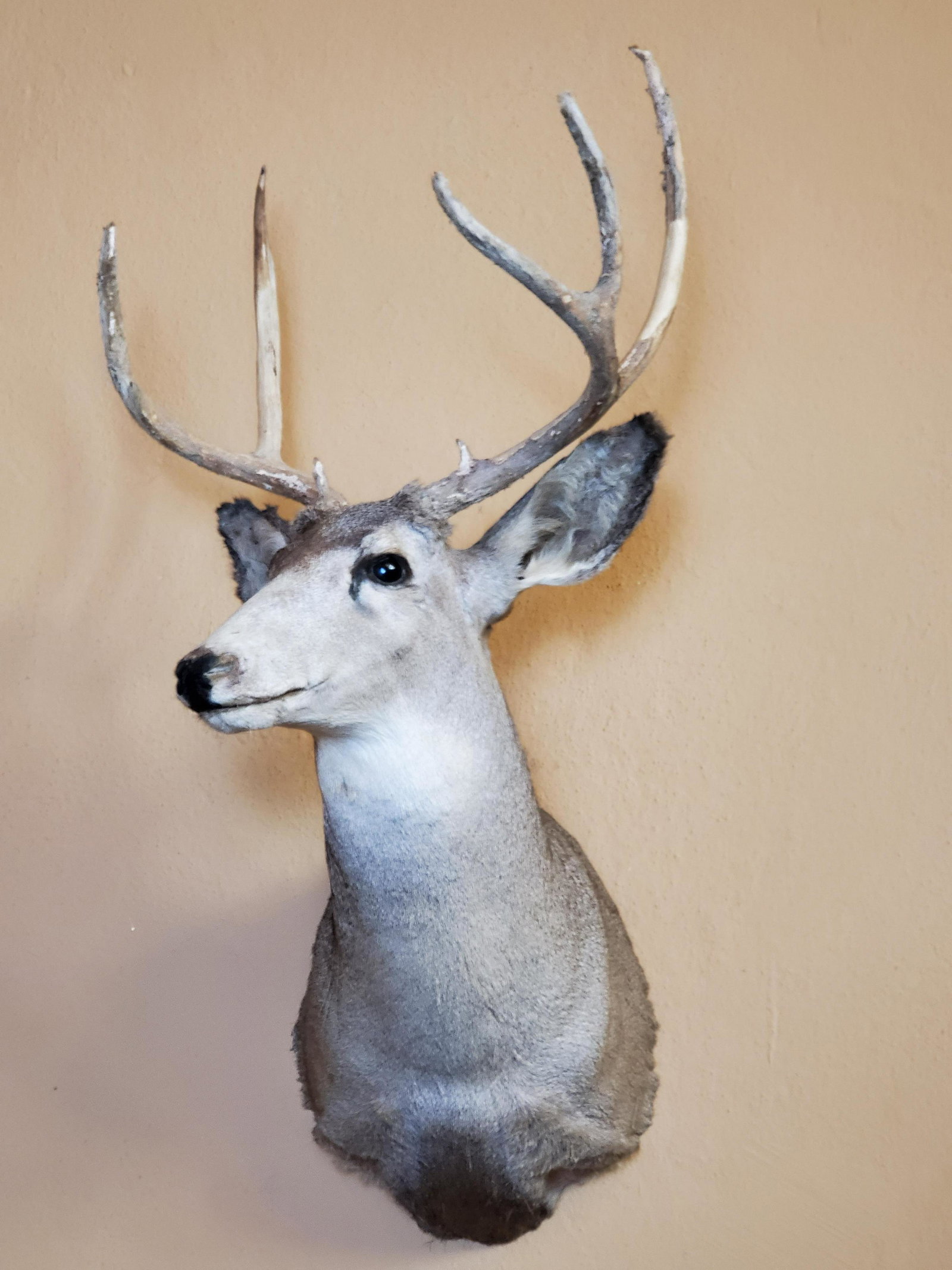 Deer Mount: 19" wide X 20" deep X 27" high. IMPORTANT: Before bidding, please read the terms and conditions. When you registered for the auction you agreed to these terms and will be required to comply with them.