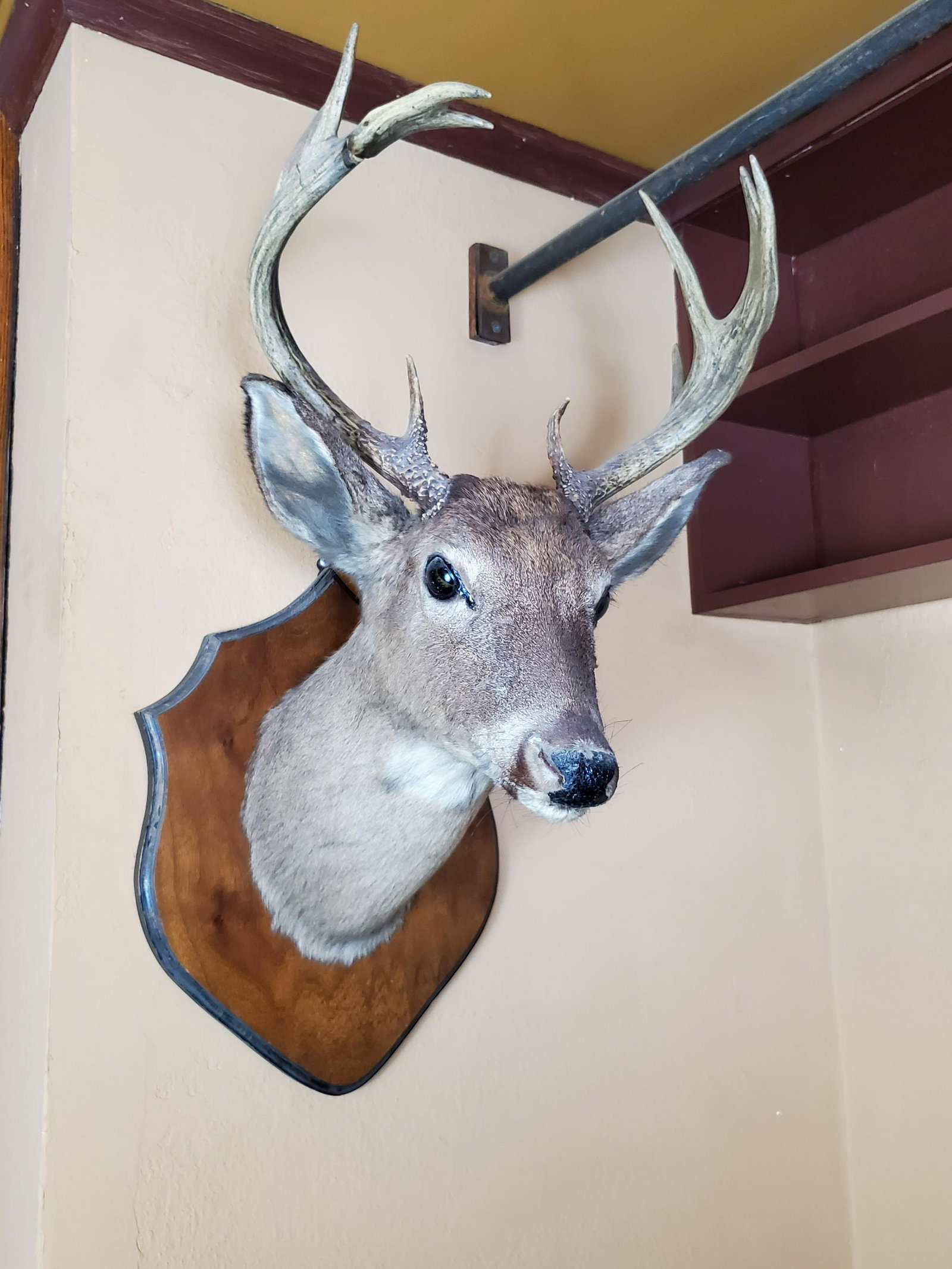 Deer Mount: 15" wide X 17" deep X 29" high. IMPORTANT: Before bidding, please read the terms and conditions. When you registered for the auction you agreed to these terms and will be required to comply with them.