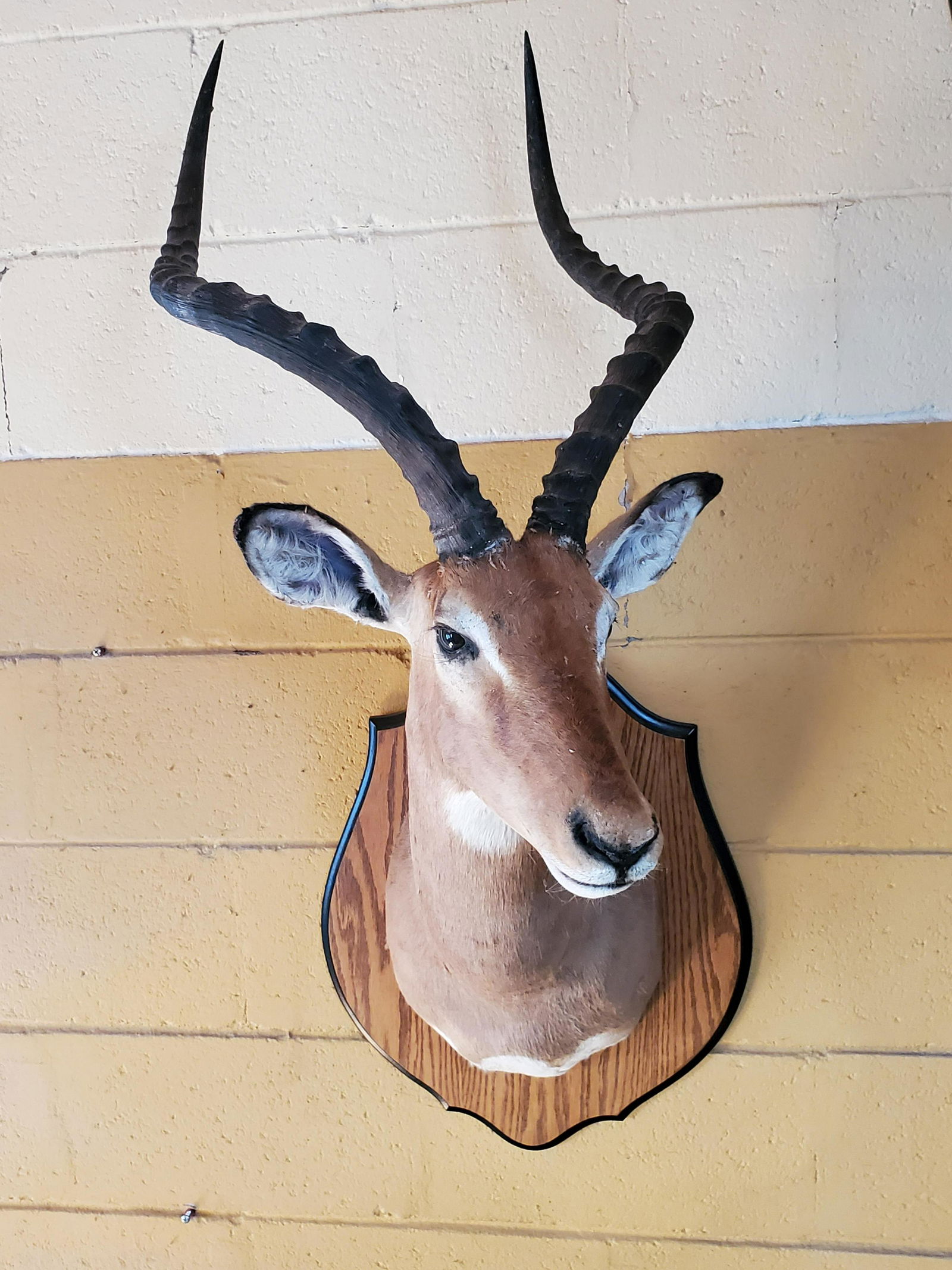 African Impala Mount (1 of 3)