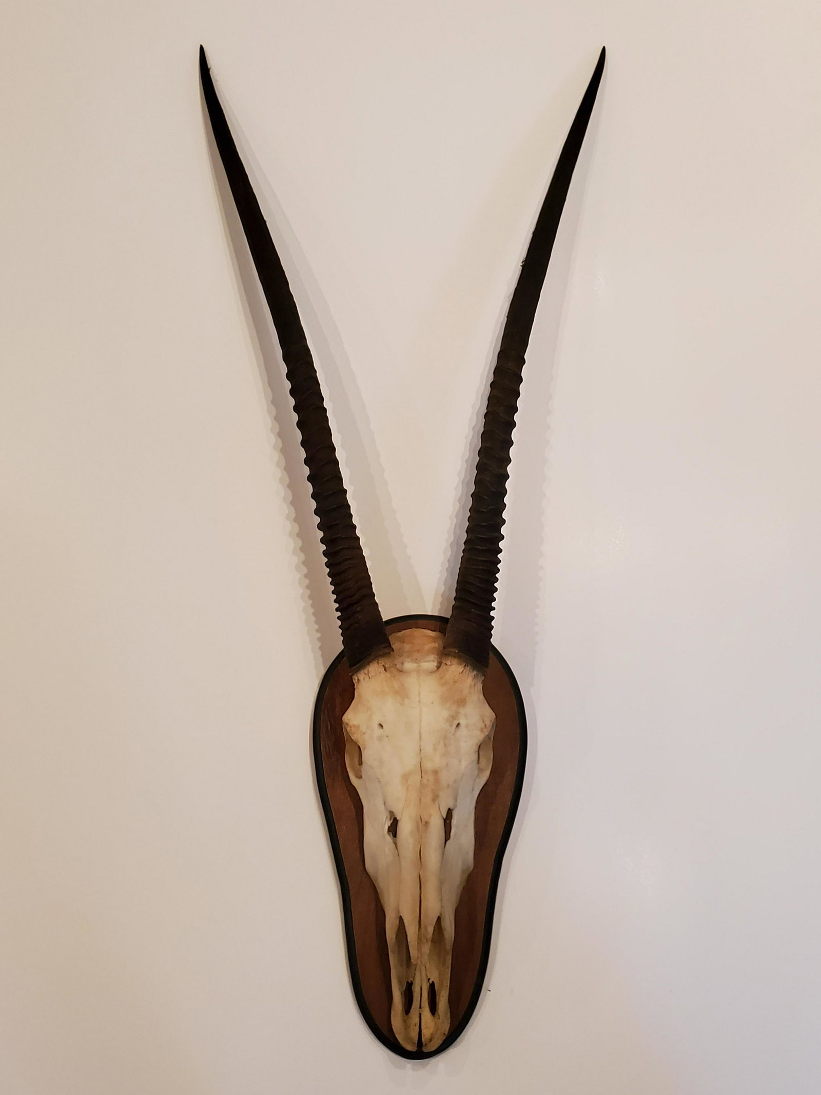 Gazelle Skull Mount: 22" wide X 5" deep X 49" high. IMPORTANT: Before bidding, please read the terms and conditions. When you registered for the auction you agreed to these terms and will be required to comply with them.