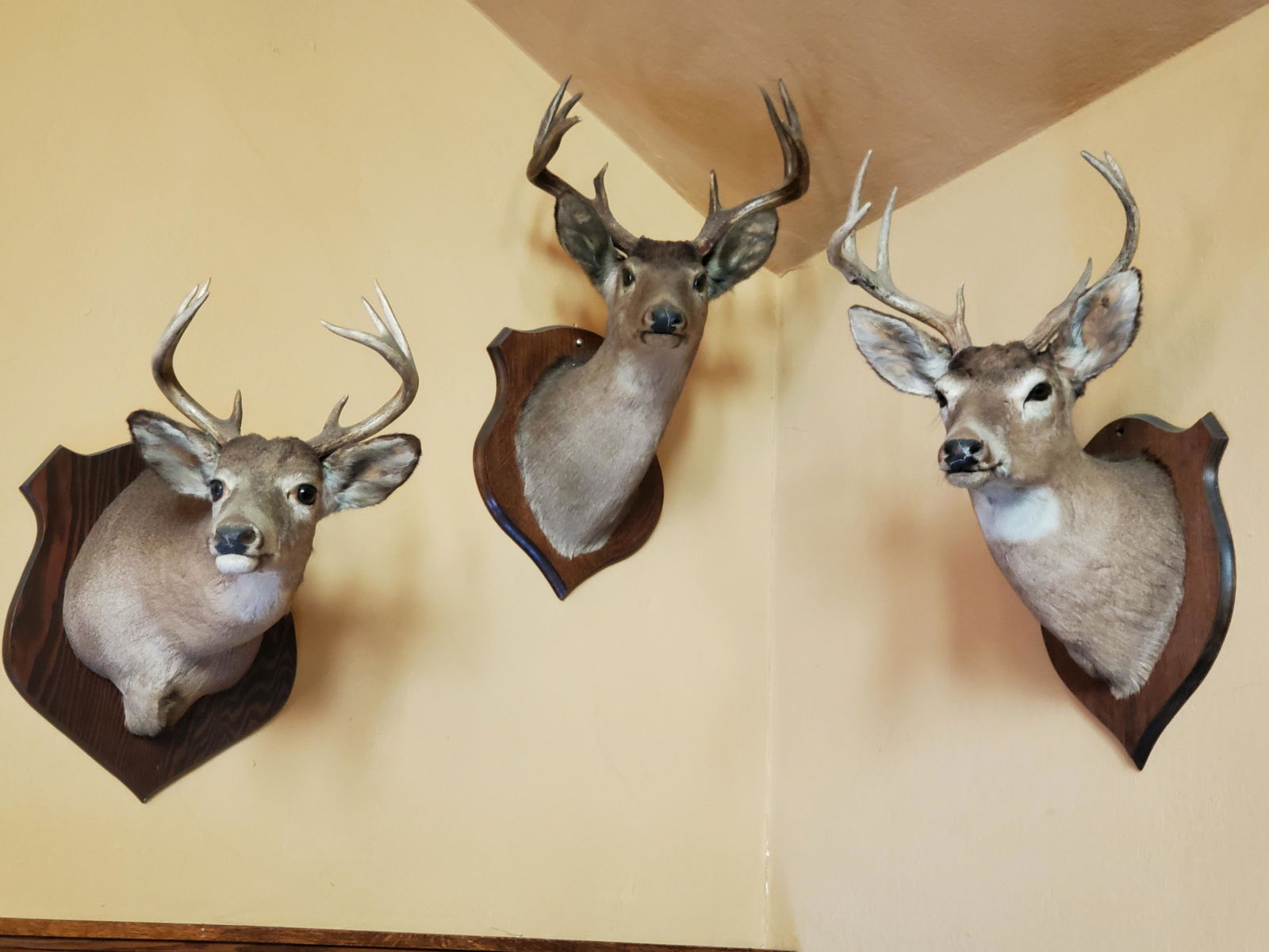 3 White Tail Buck Mounts (1 of 2)