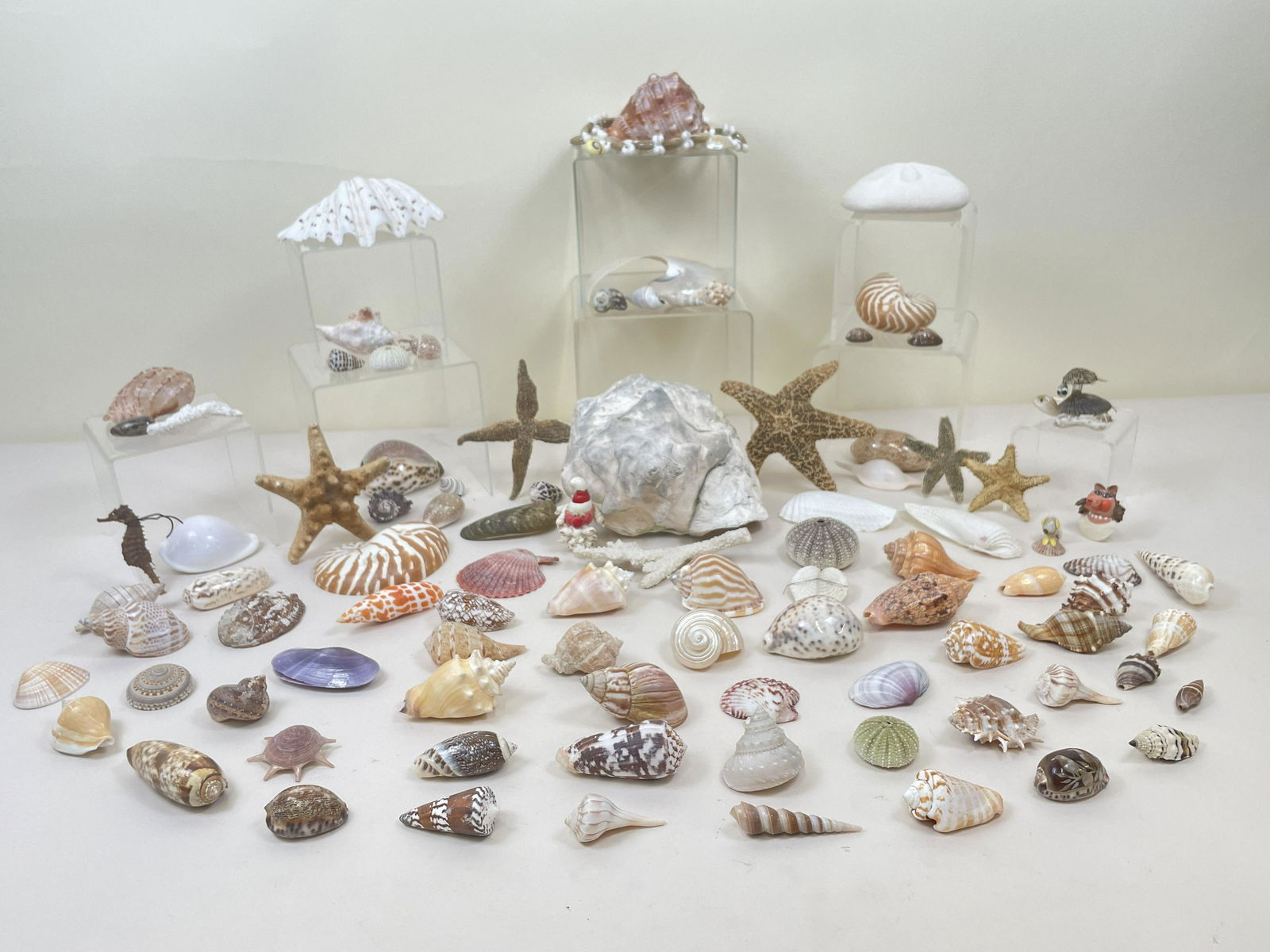 93 Pc Seashell Collection (1 of 11)
