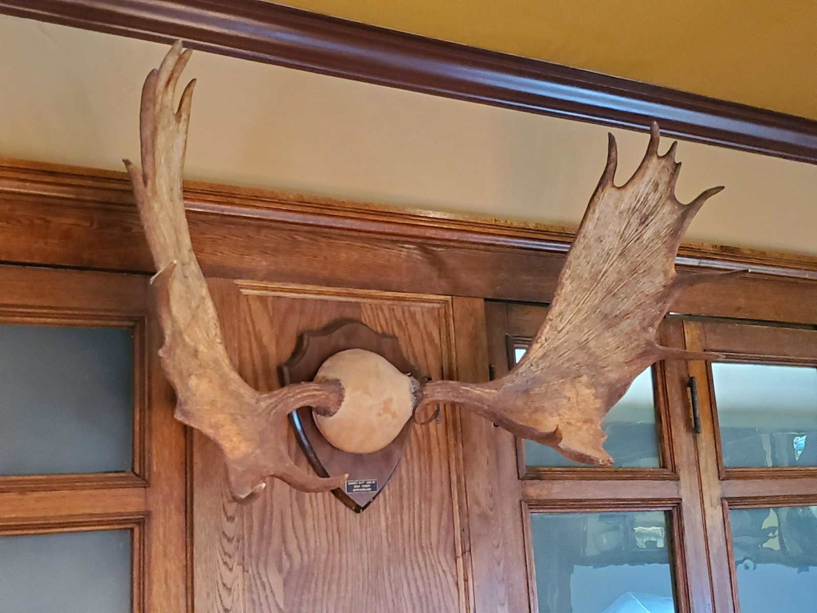Moose Antlers: 48" wide X 29" high. IMPORTANT: Before bidding, please read the terms and conditions. When you registered for the auction you agreed to these terms and will be required to comply with them.