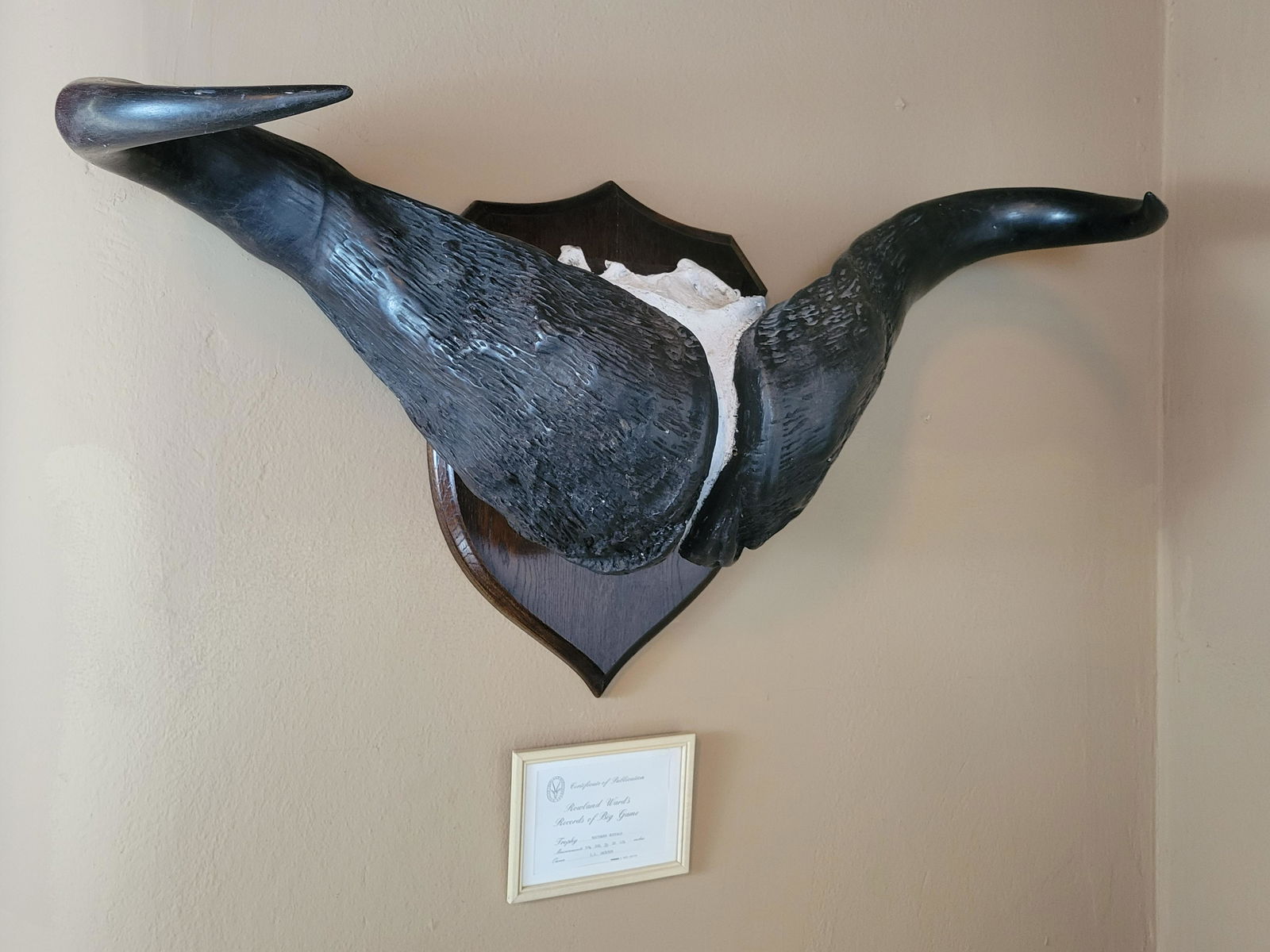 Southern Buffalo Horn Mount (1 of 3)