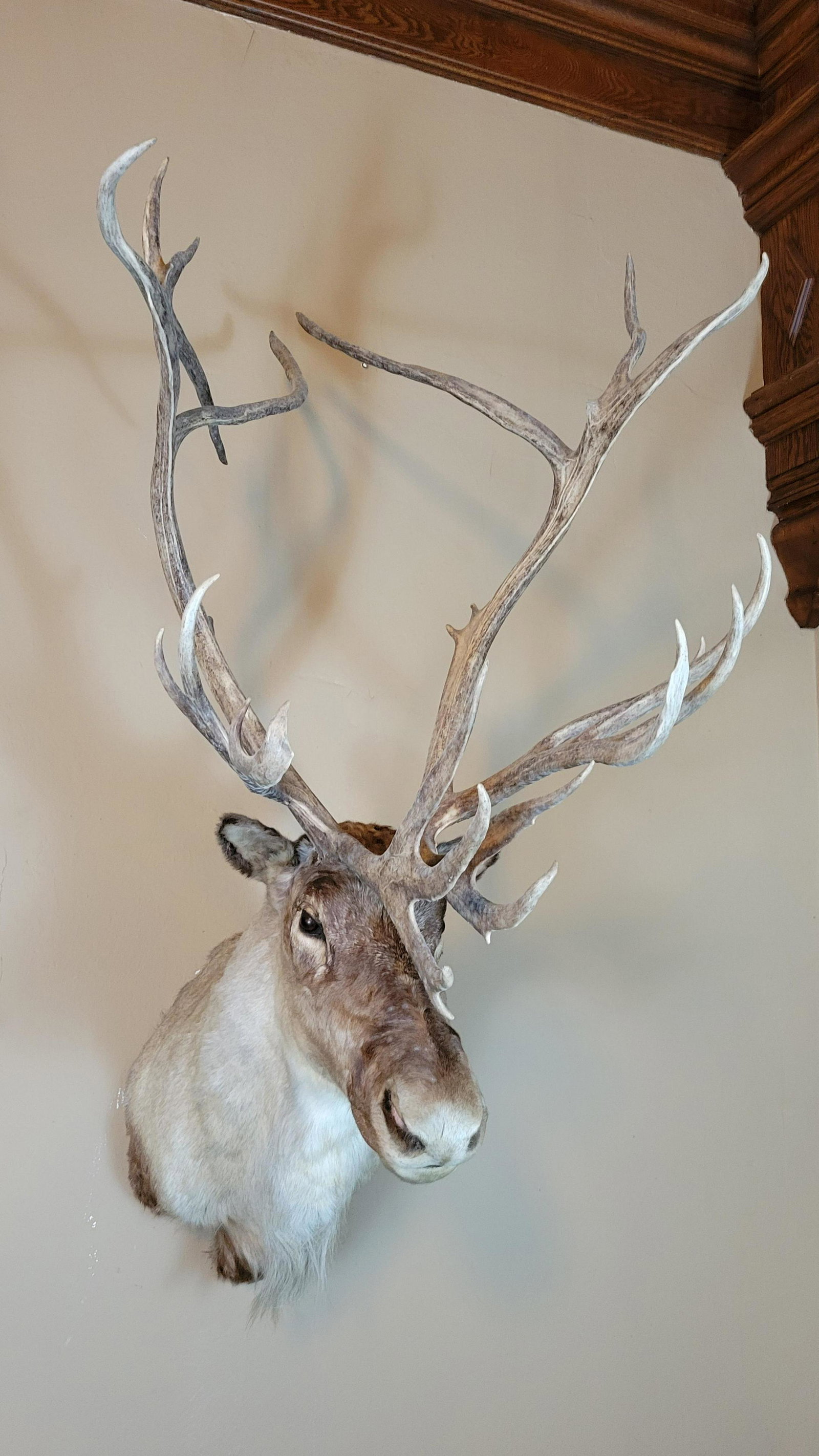 Caribou Mount (1 of 2)